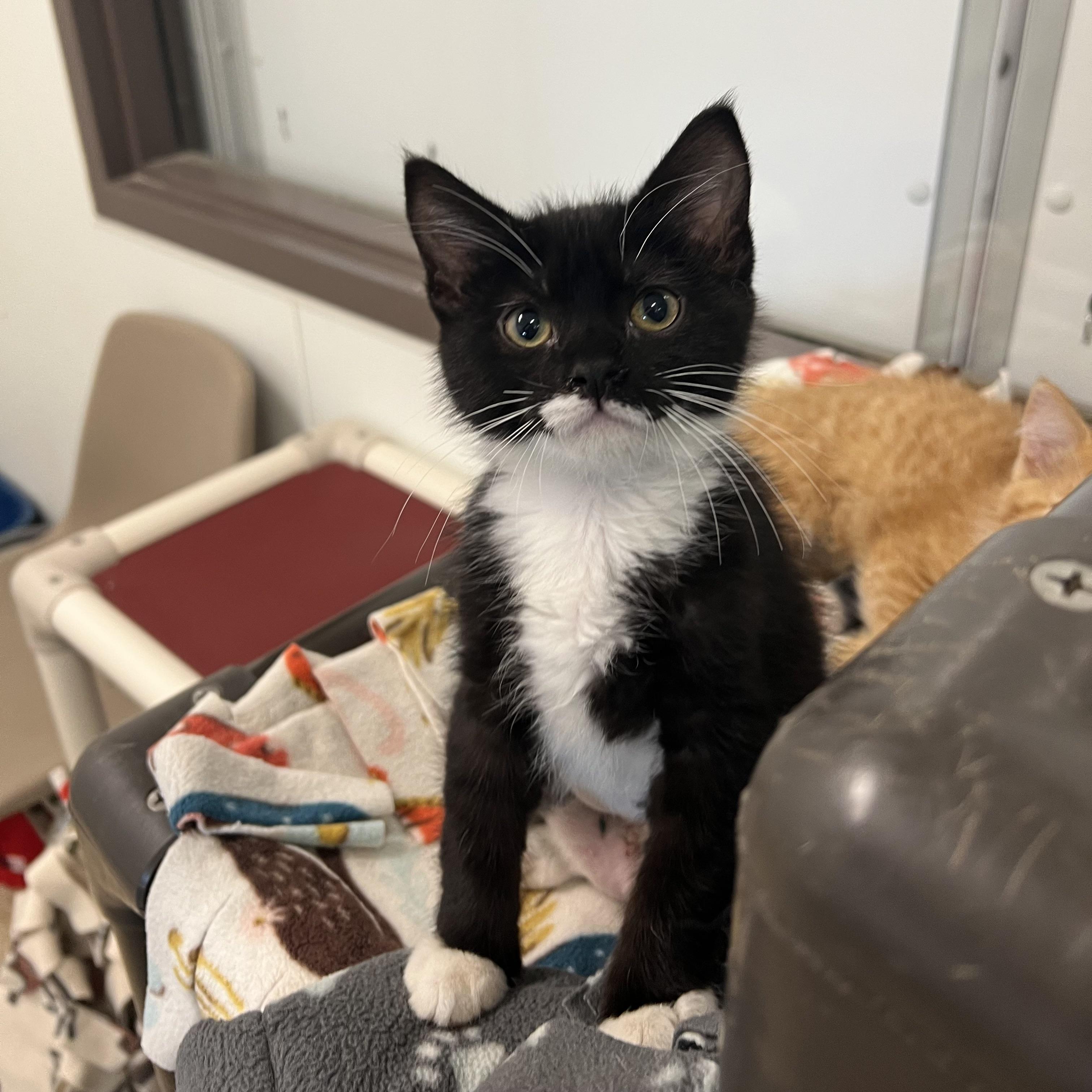 Sylvie, an adopted Domestic Short Hair in Fairmont, MN image 3/6