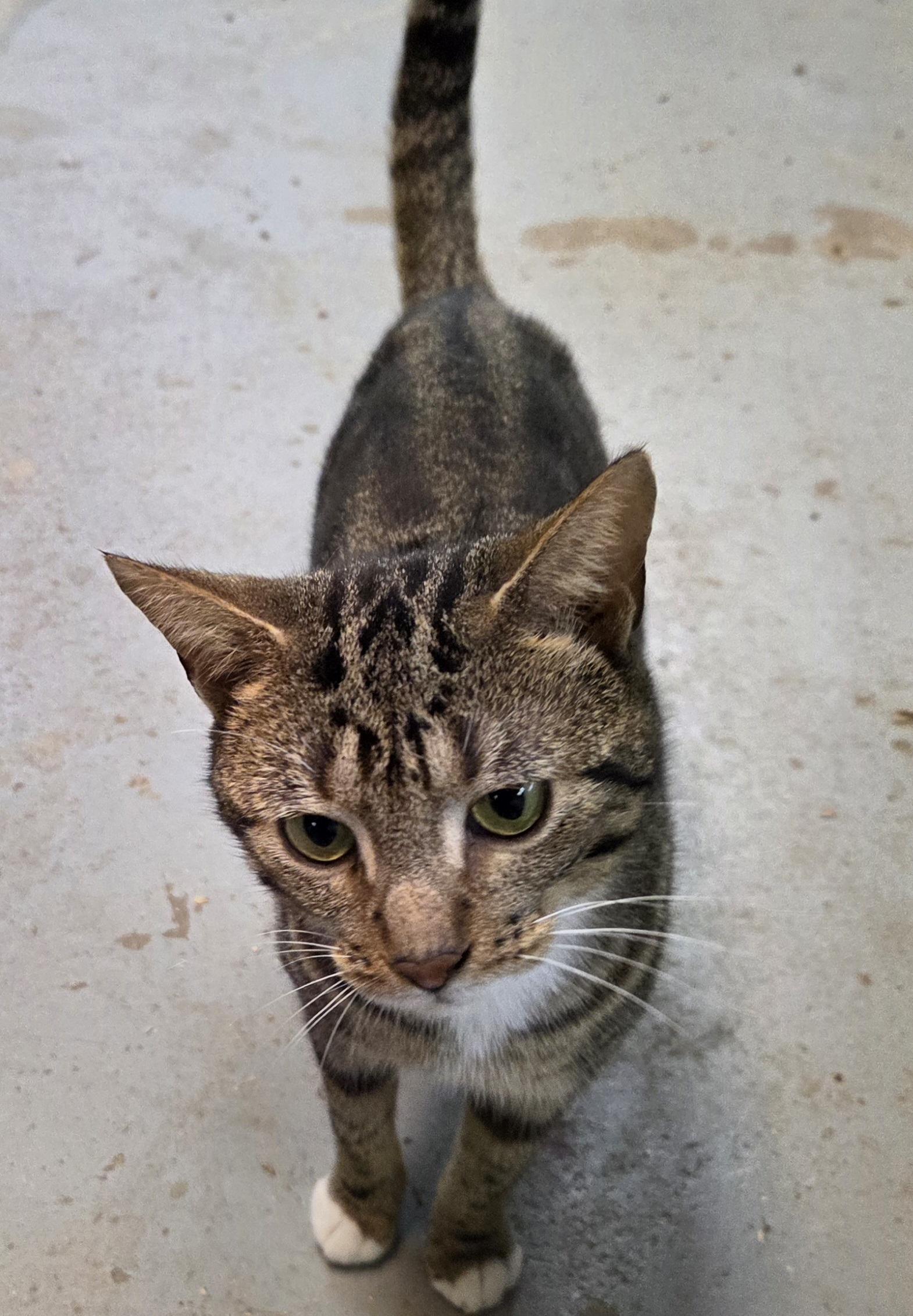 Enlarge Nelson, a ADOPTABLE Domestic Short Hair in Mansfield Center, CT image 2/3