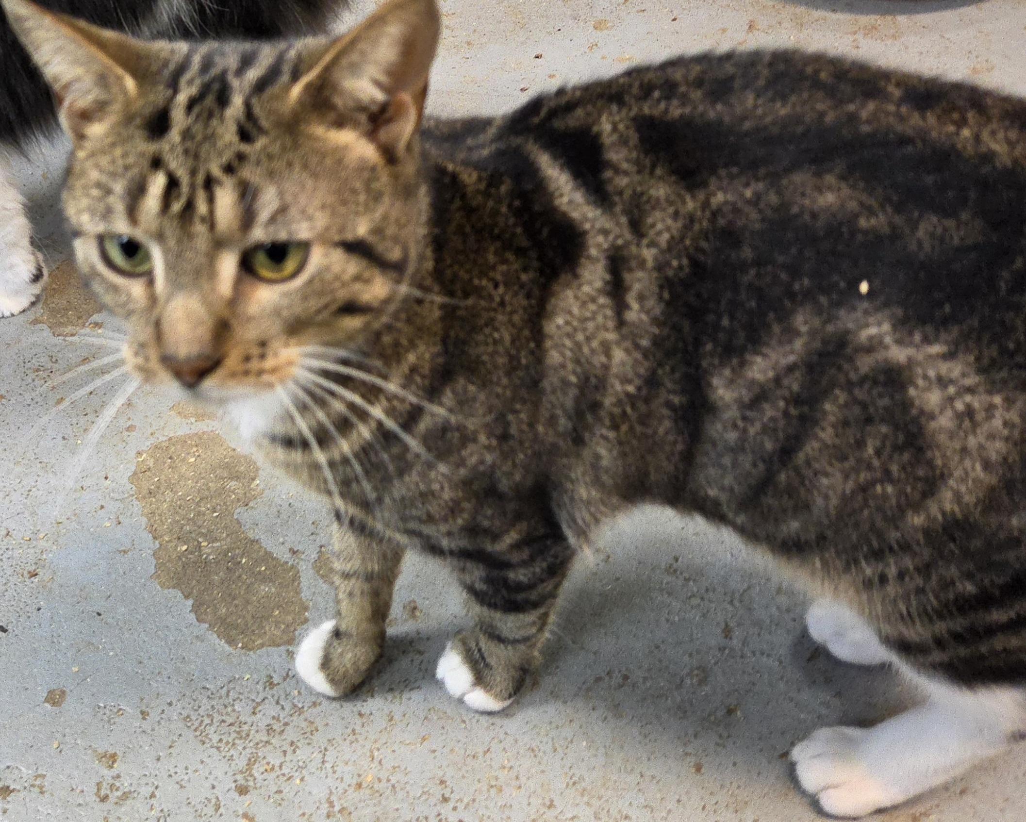 Nelson, ADOPTABLE, Young Male Domestic Short Hair.