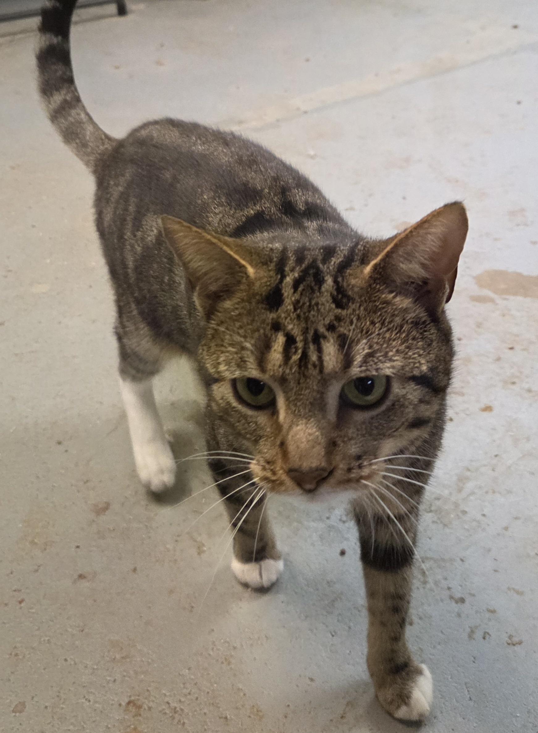 Enlarge Nelson, a ADOPTABLE Domestic Short Hair in Mansfield Center, CT image 3/3