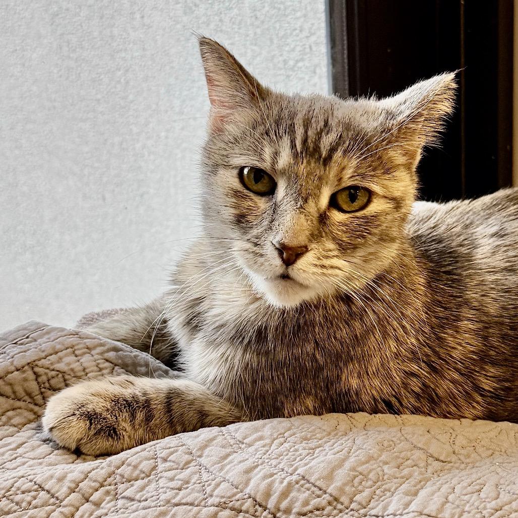 Enlarge Cudi, a Adoptable mixed breed in Palm Springs, CA image 1/3