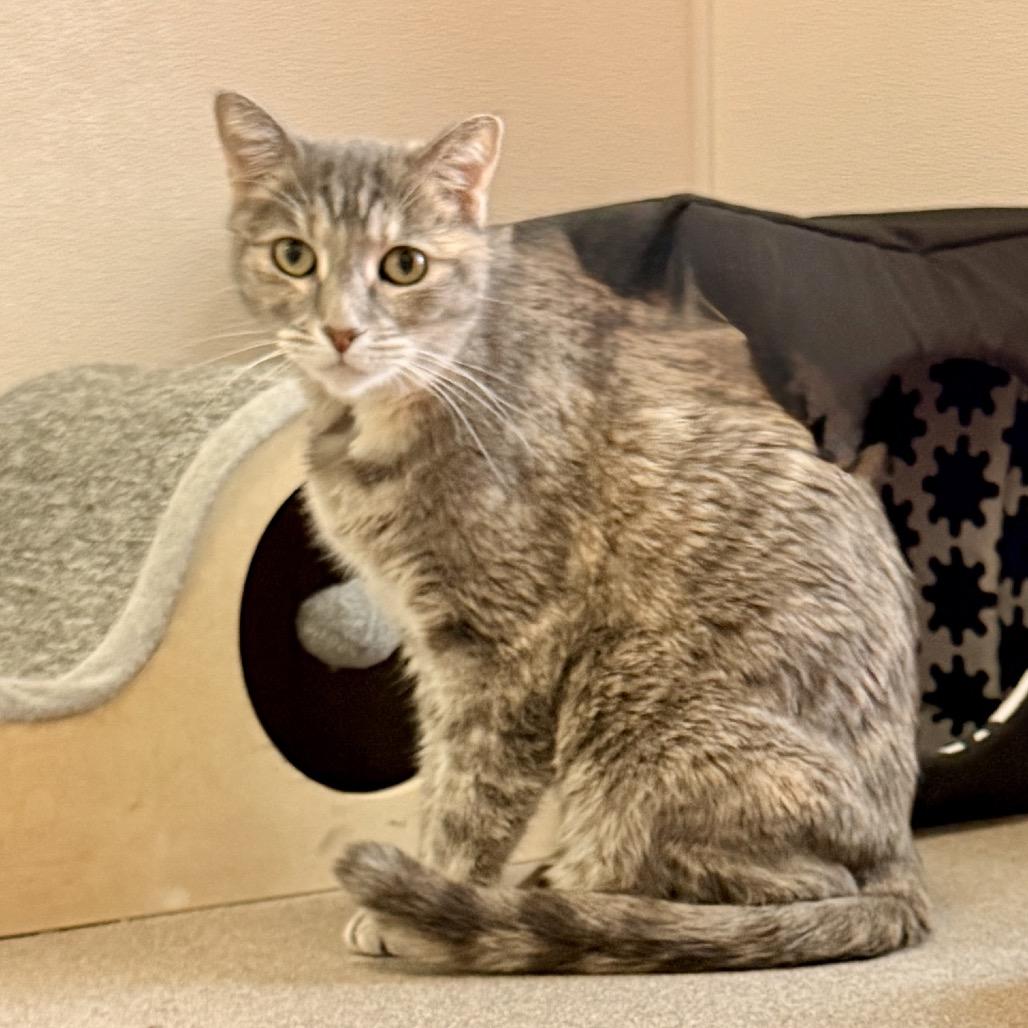 Enlarge Cudi, a Adoptable mixed breed in Palm Springs, CA image 2/3