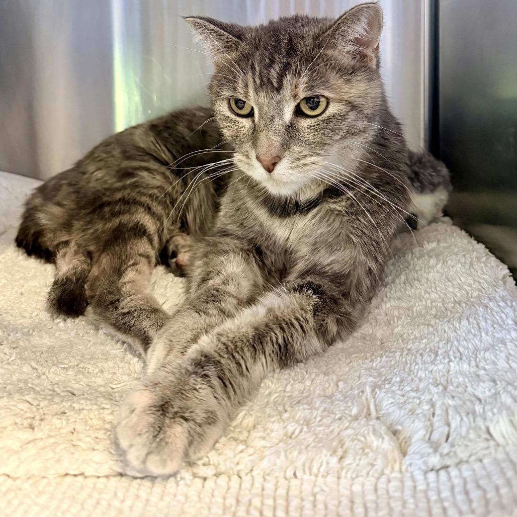 Enlarge Cudi, a Adoptable mixed breed in Palm Springs, CA image 3/3