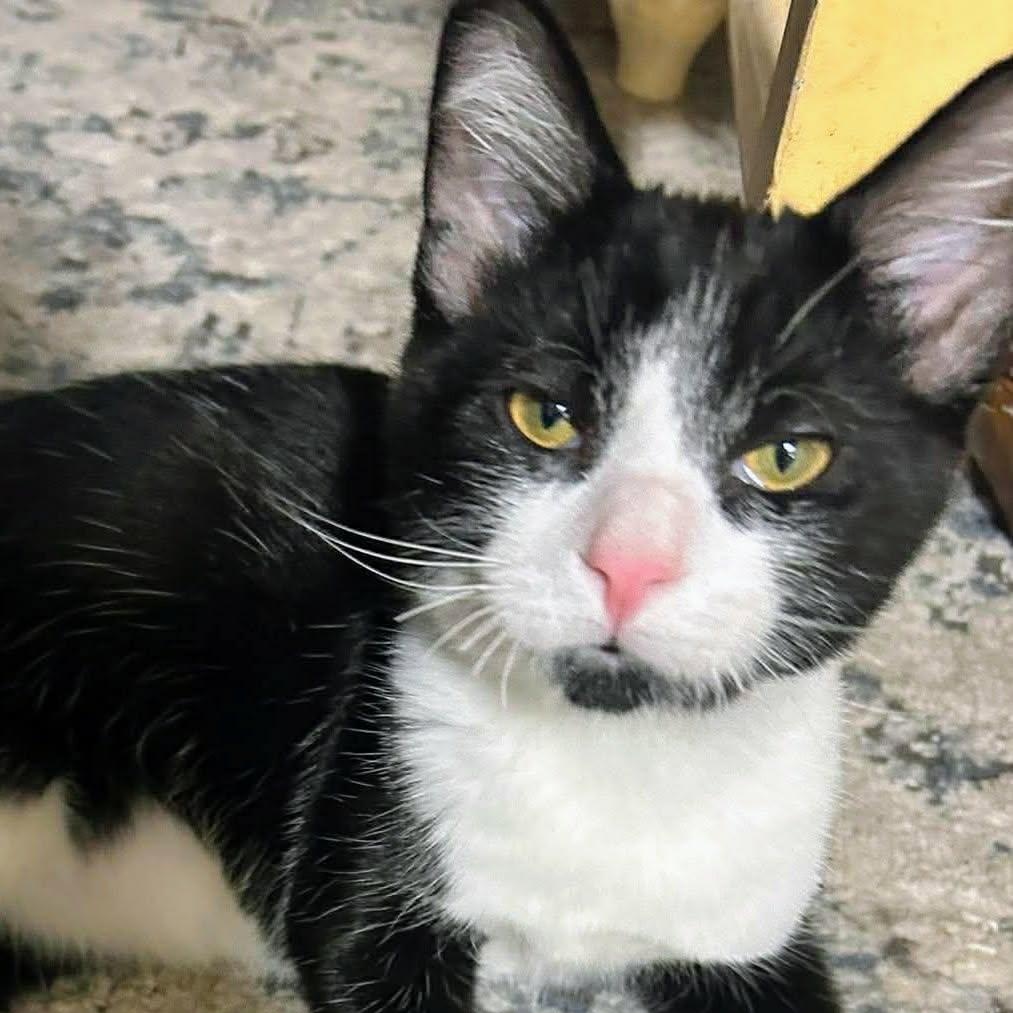 Tom, ADOPTABLE, Kitten Male Domestic Short Hair.