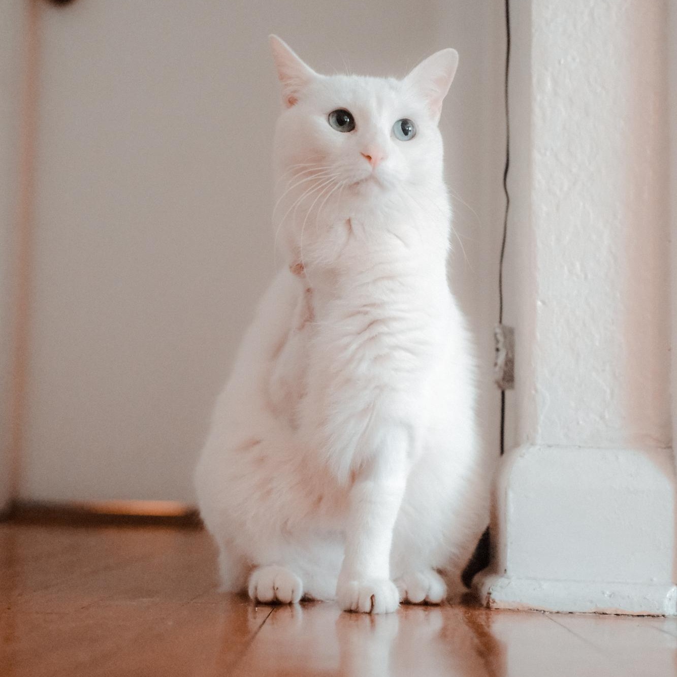 Enlarge Circe Delmonte-Gladstone *tri-pod*, a ADOPTABLE Domestic Short Hair in Denver, CO image 1/5