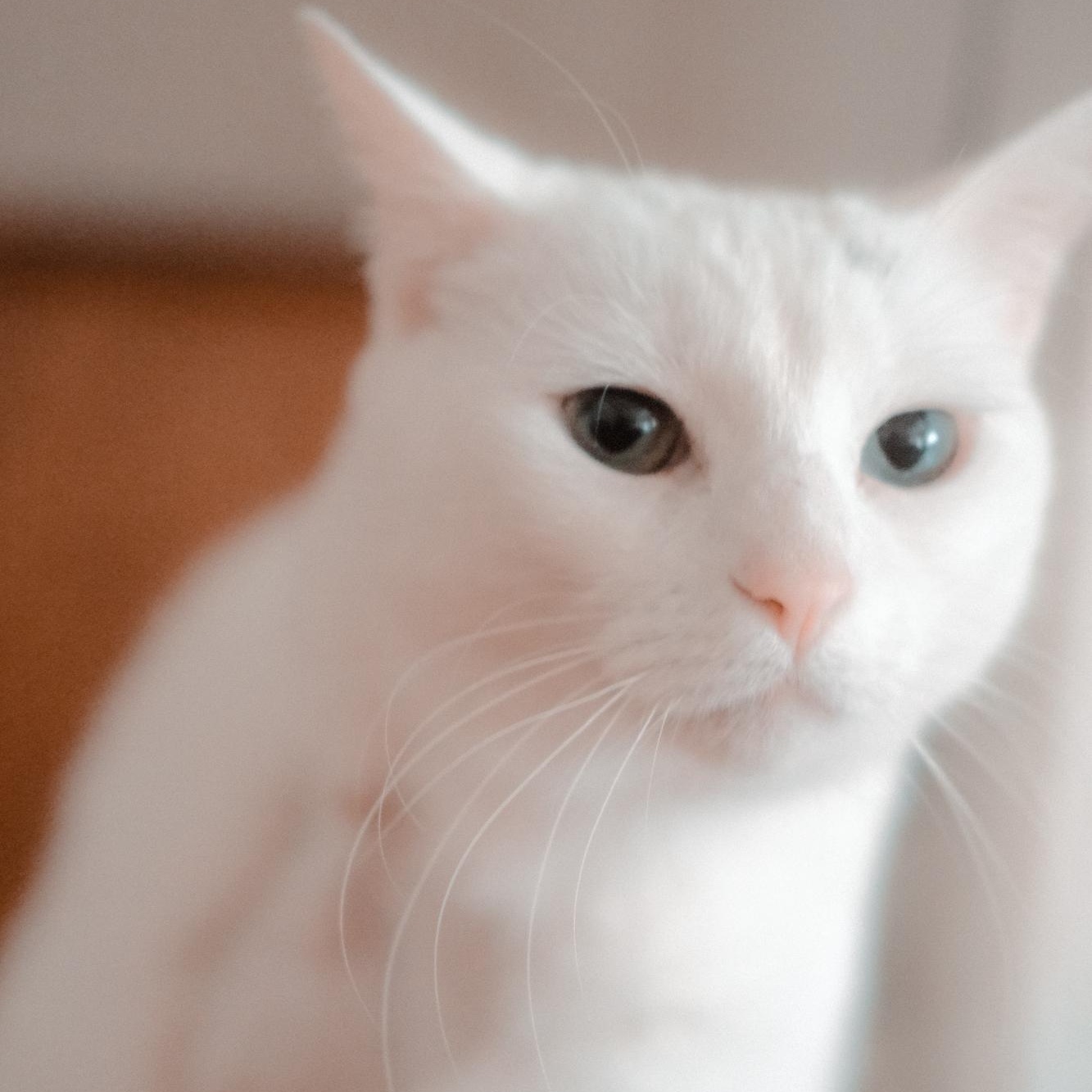 Enlarge Circe Delmonte-Gladstone *tri-pod*, a ADOPTABLE Domestic Short Hair in Denver, CO image 2/5