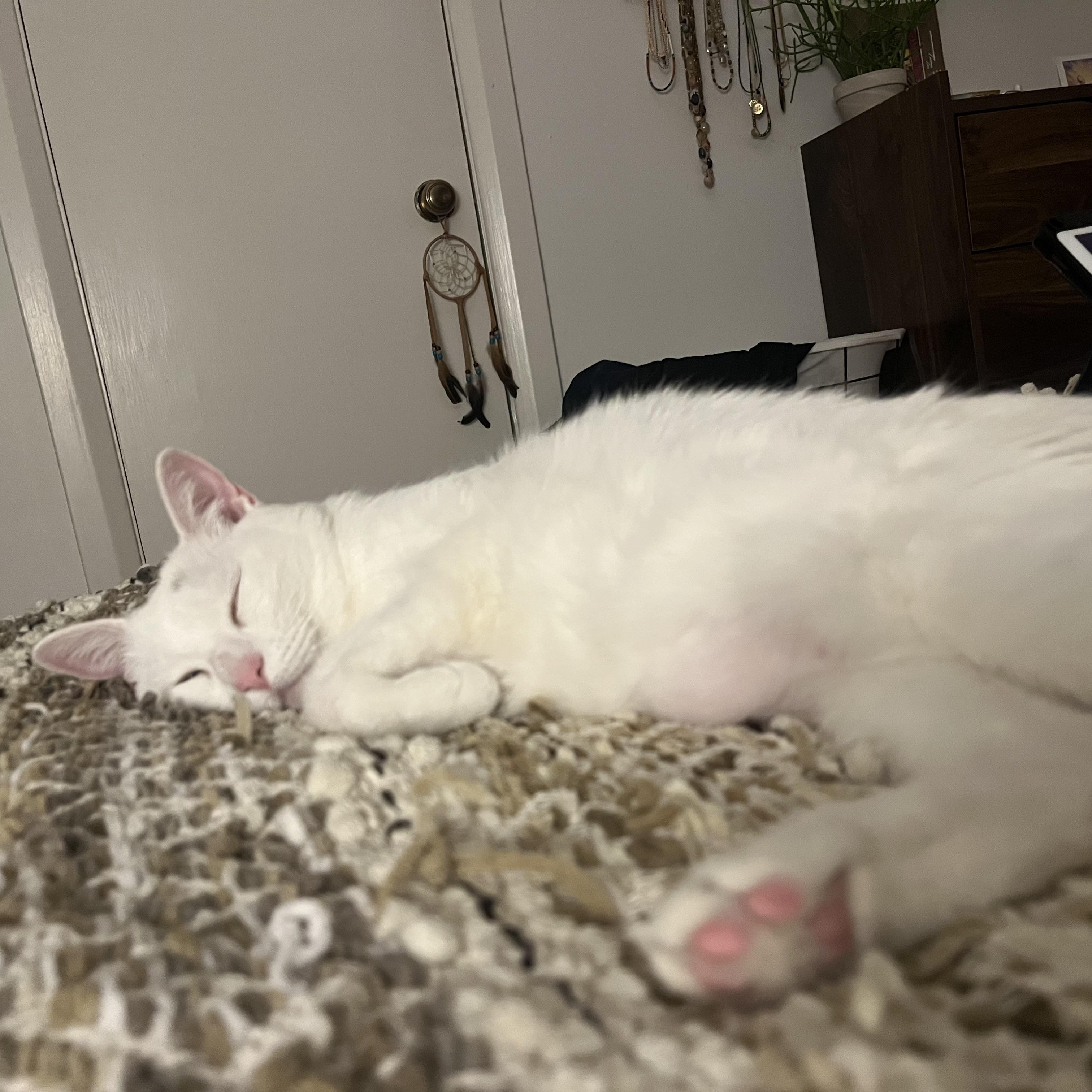 Enlarge Circe Delmonte-Gladstone *tri-pod*, a ADOPTABLE Domestic Short Hair in Denver, CO image 3/5