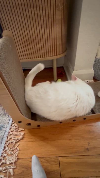 Enlarge Circe Delmonte-Gladstone *tri-pod*, a ADOPTABLE Domestic Short Hair in Denver, CO video 5/5