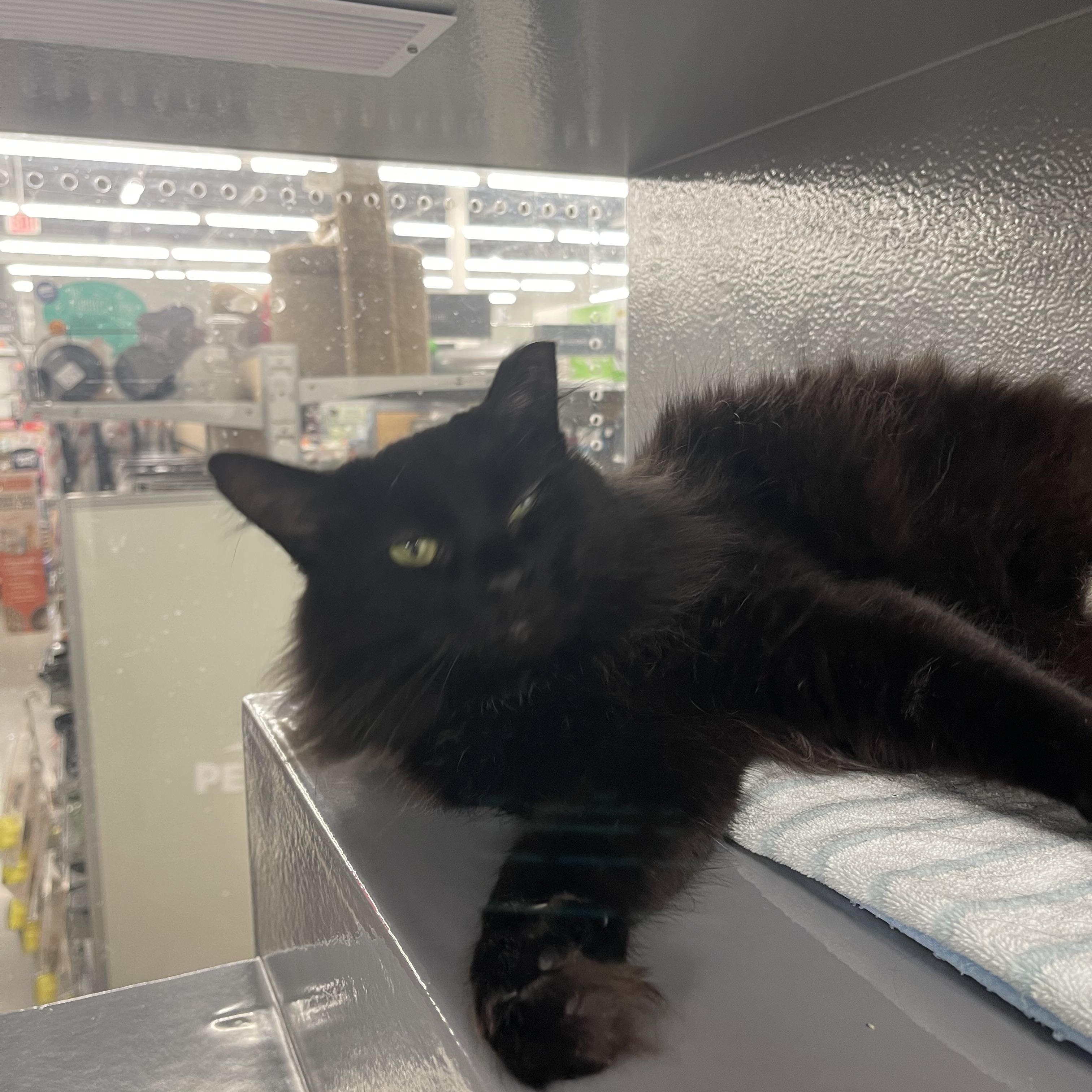 Enlarge Tootsie Roll, a ADOPTABLE Domestic Medium Hair in Highland, IN image 3/3