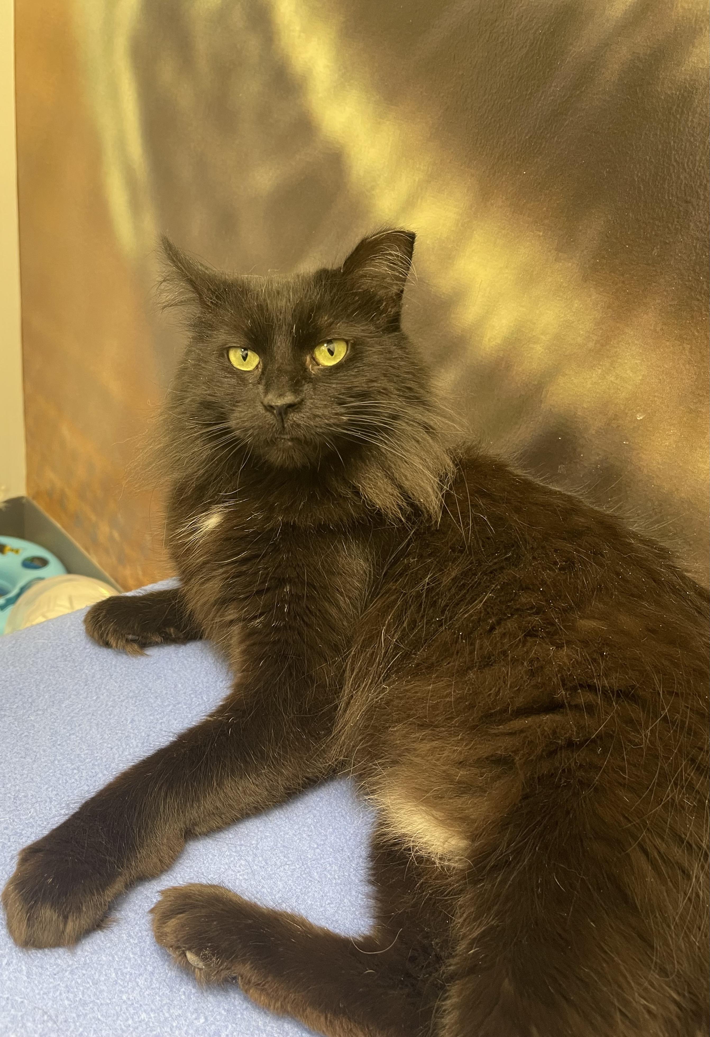 Enlarge Tootsie Roll, a ADOPTABLE Domestic Medium Hair in Highland, IN image 3/4