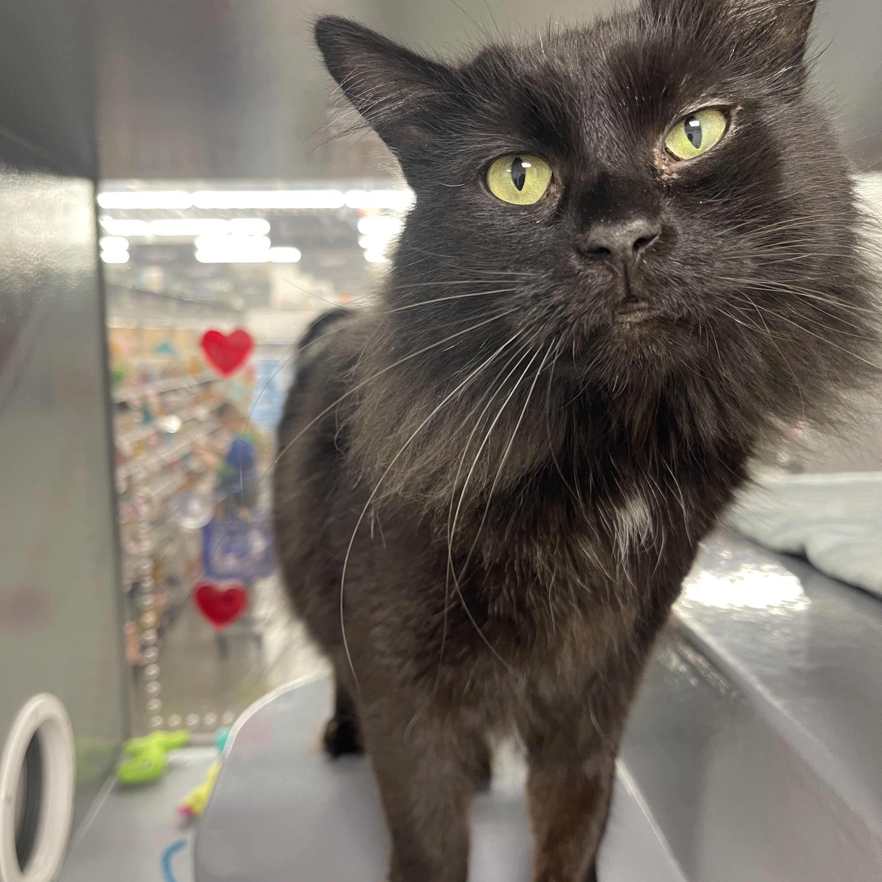 Enlarge Tootsie Roll, a ADOPTABLE Domestic Medium Hair in Highland, IN image 1/3