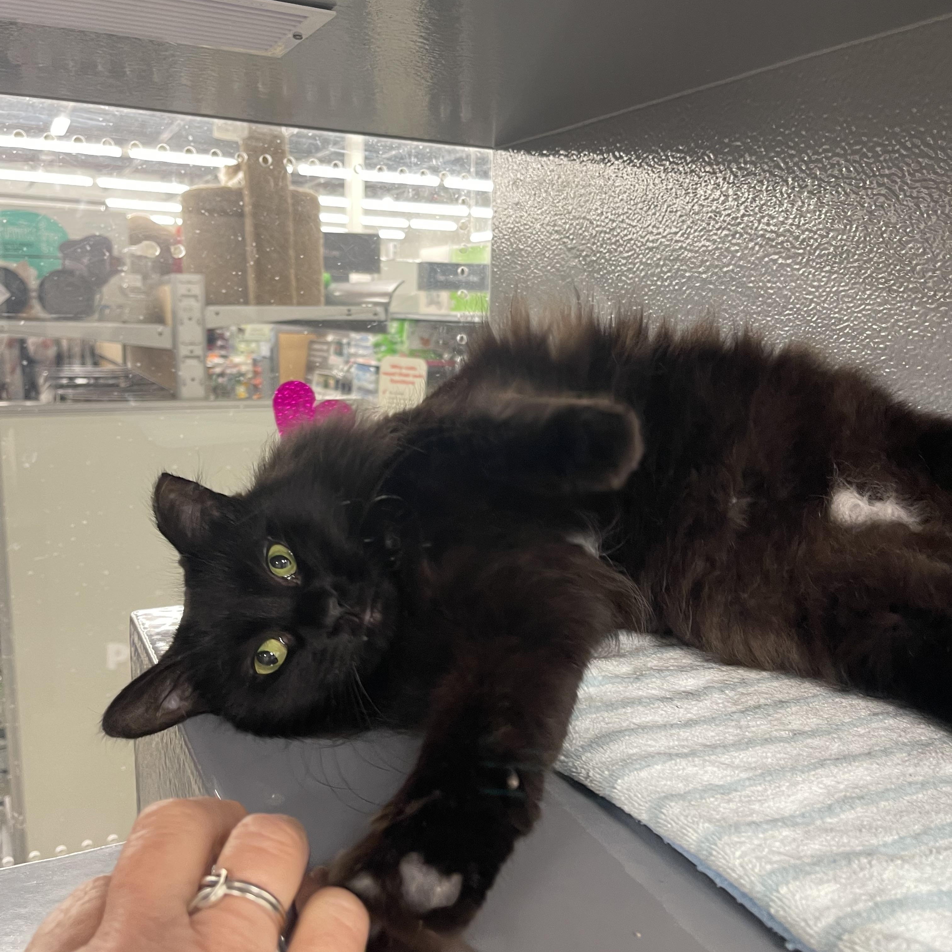 Tootsie Roll, ADOPTABLE, Adult Female Domestic Medium Hair.