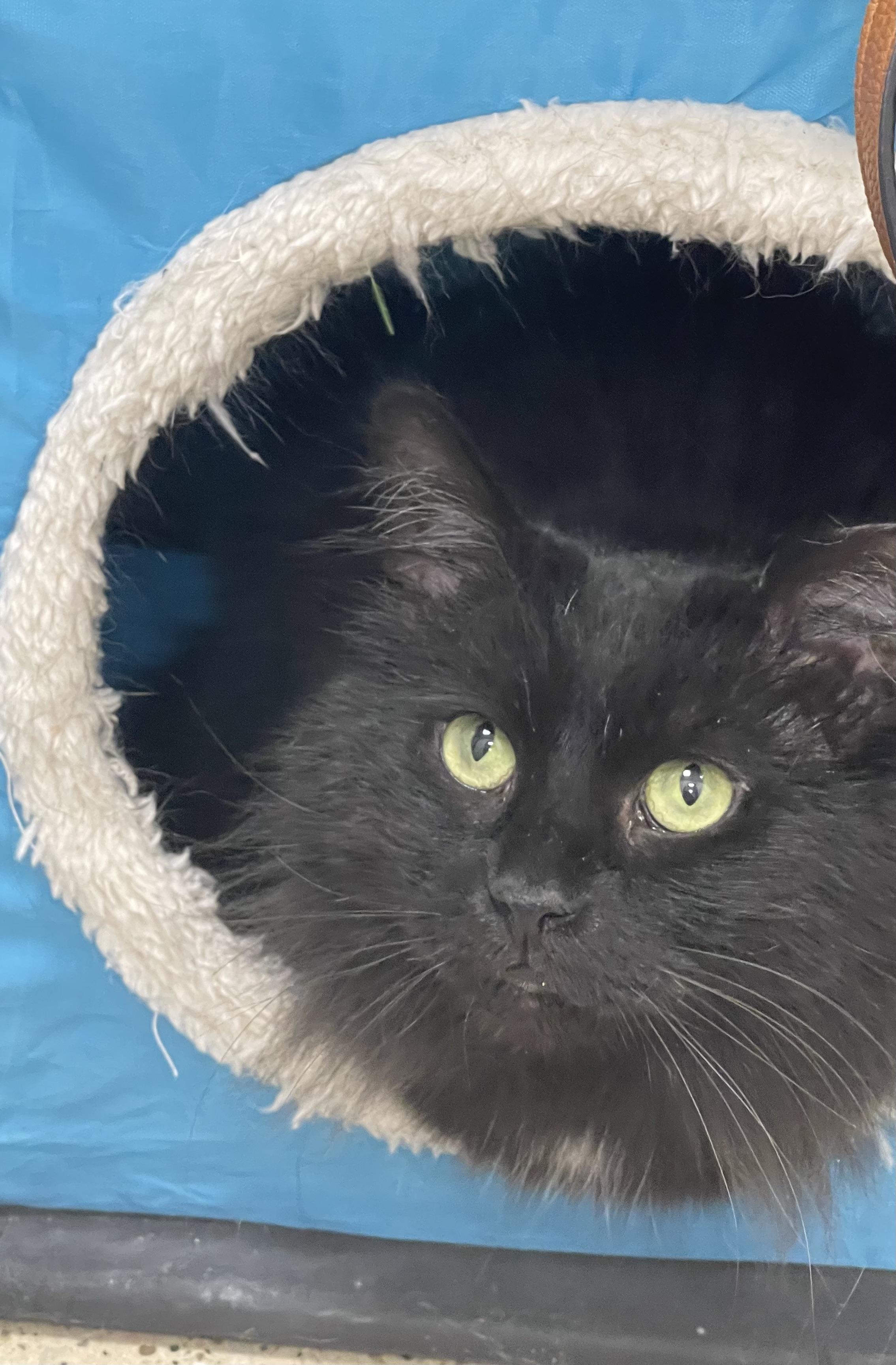 Enlarge Tootsie Roll, a ADOPTABLE Domestic Medium Hair in Highland, IN image 2/4