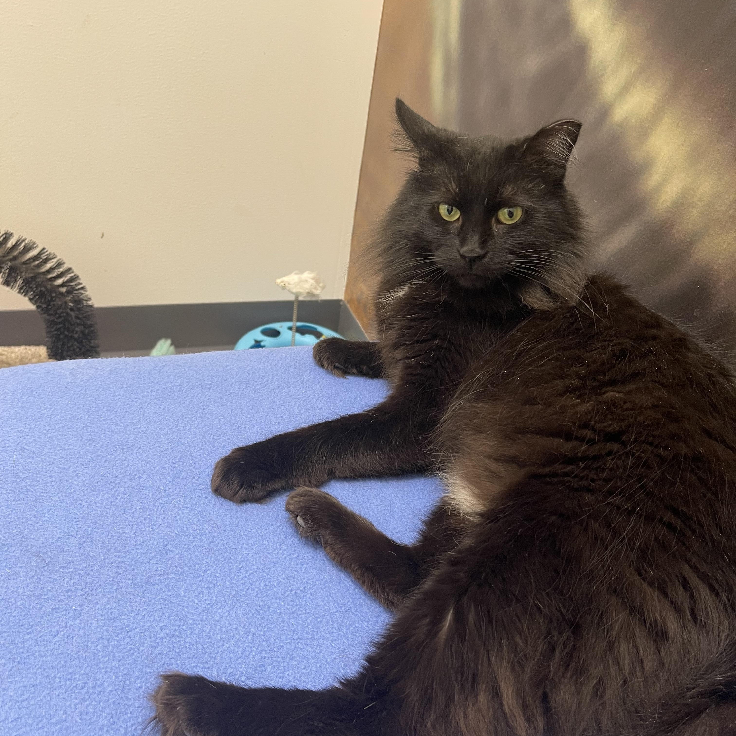 Enlarge Tootsie Roll, a ADOPTABLE Domestic Medium Hair in Highland, IN image 4/4