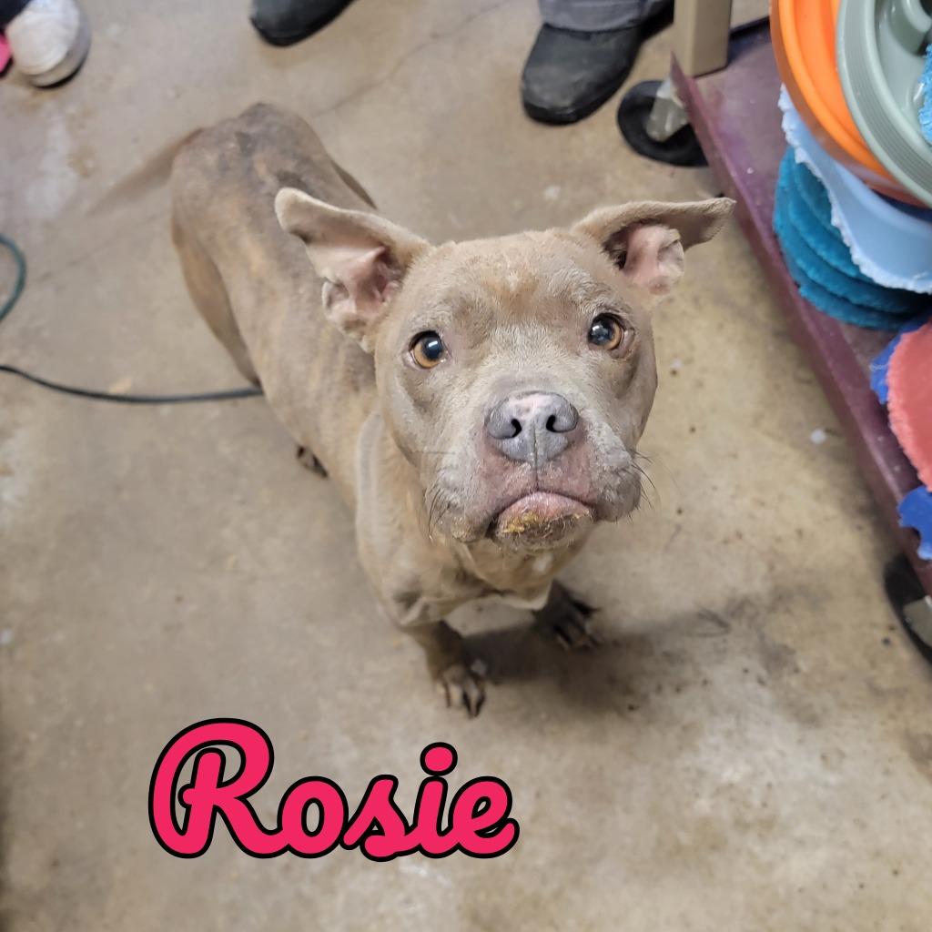 Enlarge Rosie, a Adoptable Pit Bull Terrier in Hillsboro, OH image 1/1