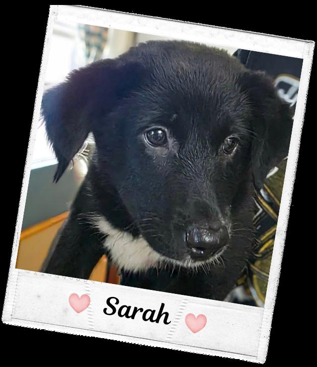 Sarah, Adoptable, Puppy Female Shetland Sheepdog / Sheltie & Black Labrador Retriever.