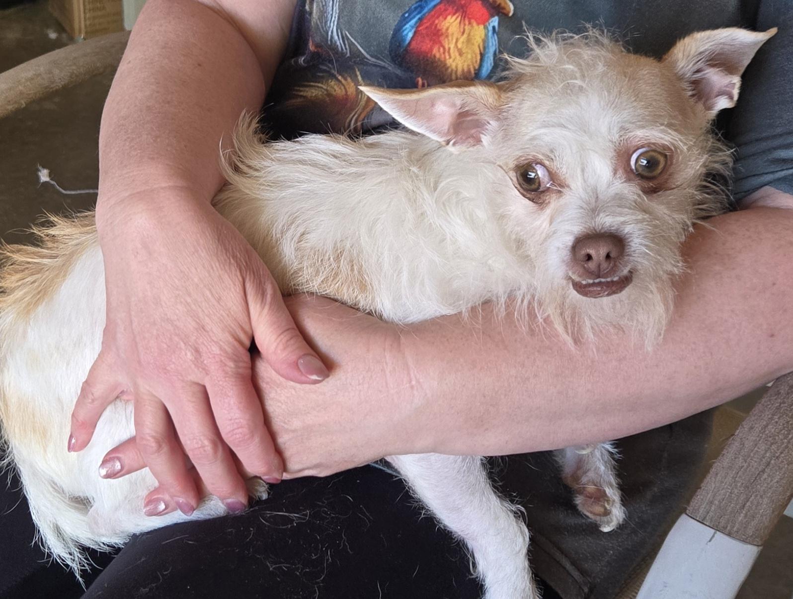 Enlarge Sugar Cookie, a ADOPTABLE mixed breed in Thornton, CO image 2/2