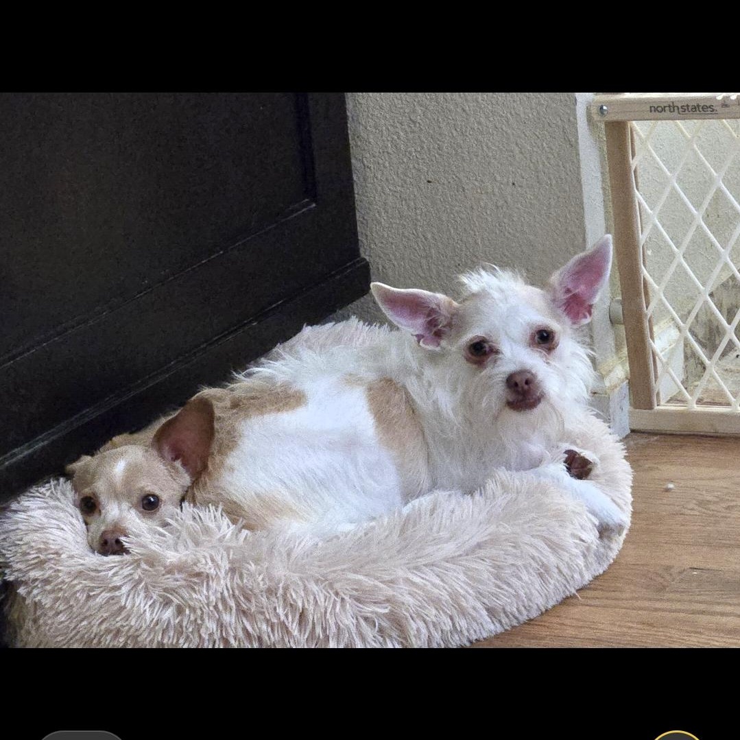 Sugar Cookie, Adoptable, Adult Female Chihuahua & Terrier.