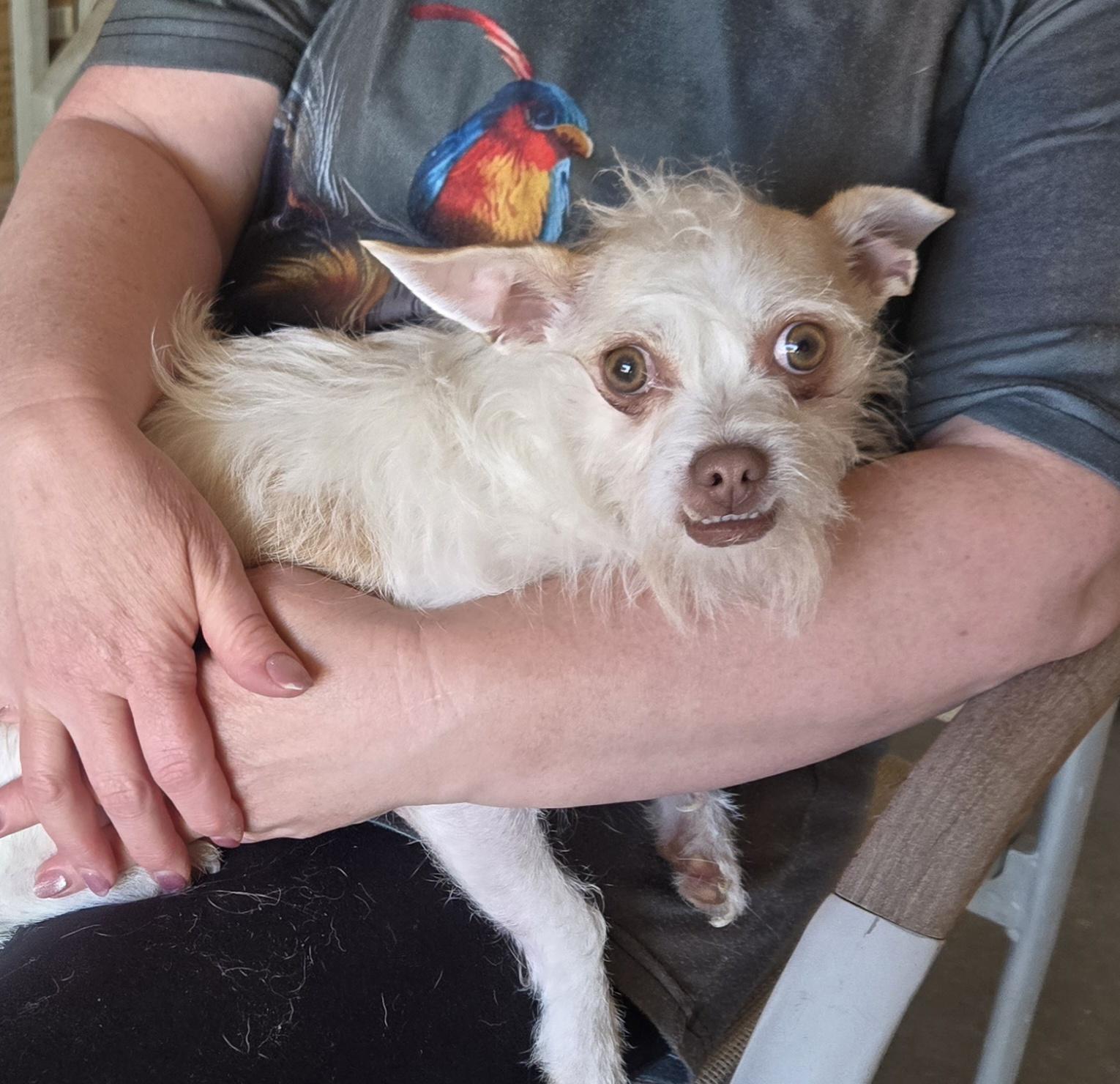 Sugar Cookie, ADOPTABLE, Adult Female Chihuahua & Terrier.