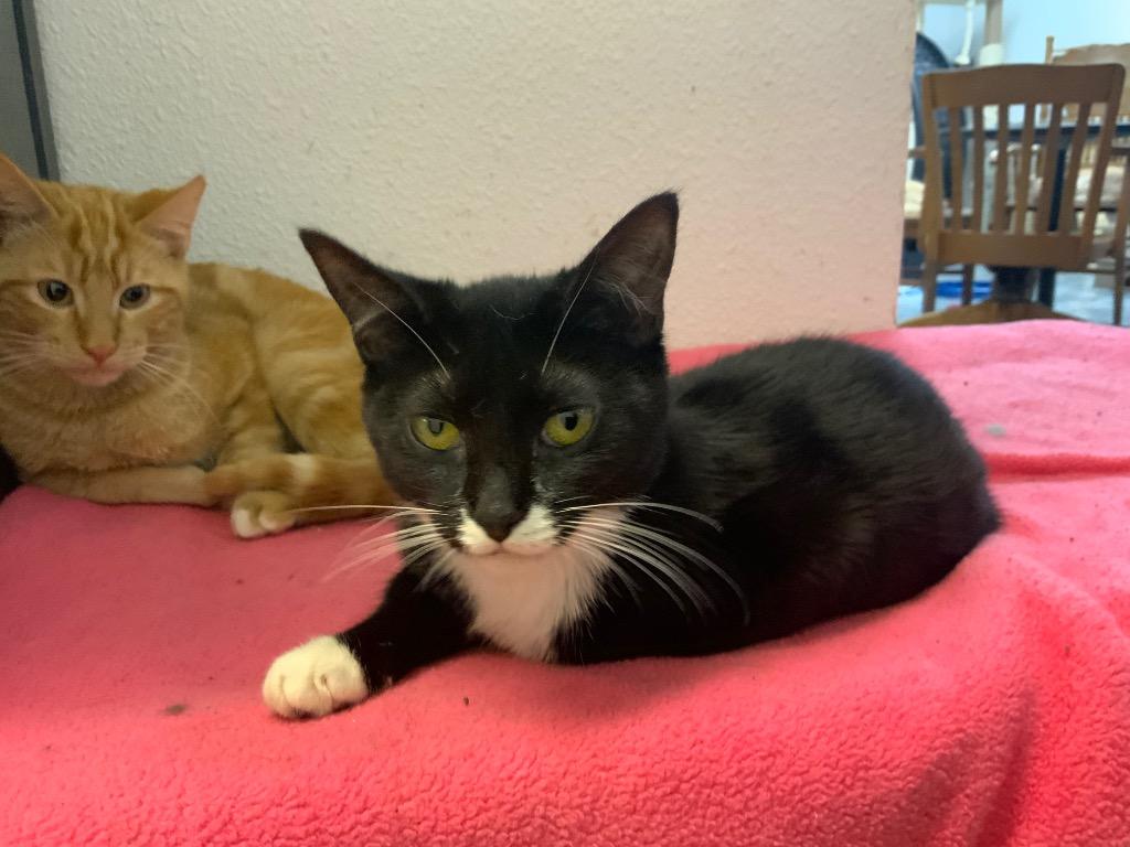 Enlarge Lark, a Adoptable Tuxedo in Grand Junction, CO image 1/1