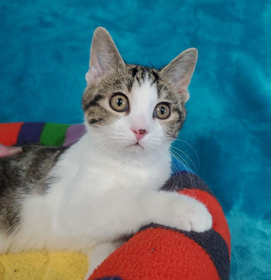 Rubius, Adopted, Kitten Male Domestic Medium Hair.