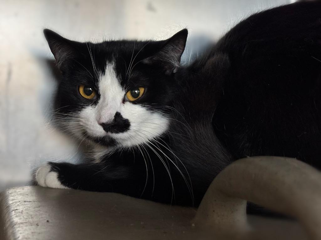 Enlarge Frankie Stein, a Adoptable mixed breed in Powell, OH image 1/1