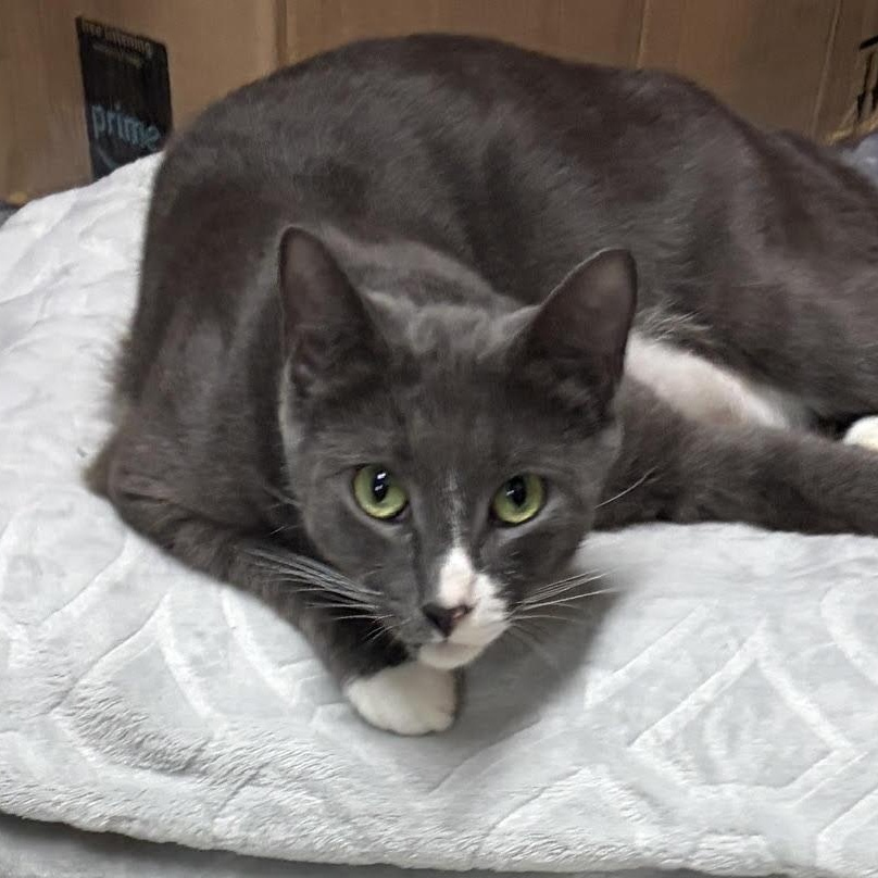 Enlarge Peaches, a Adoptable American Shorthair in Medford, MA image 2/2