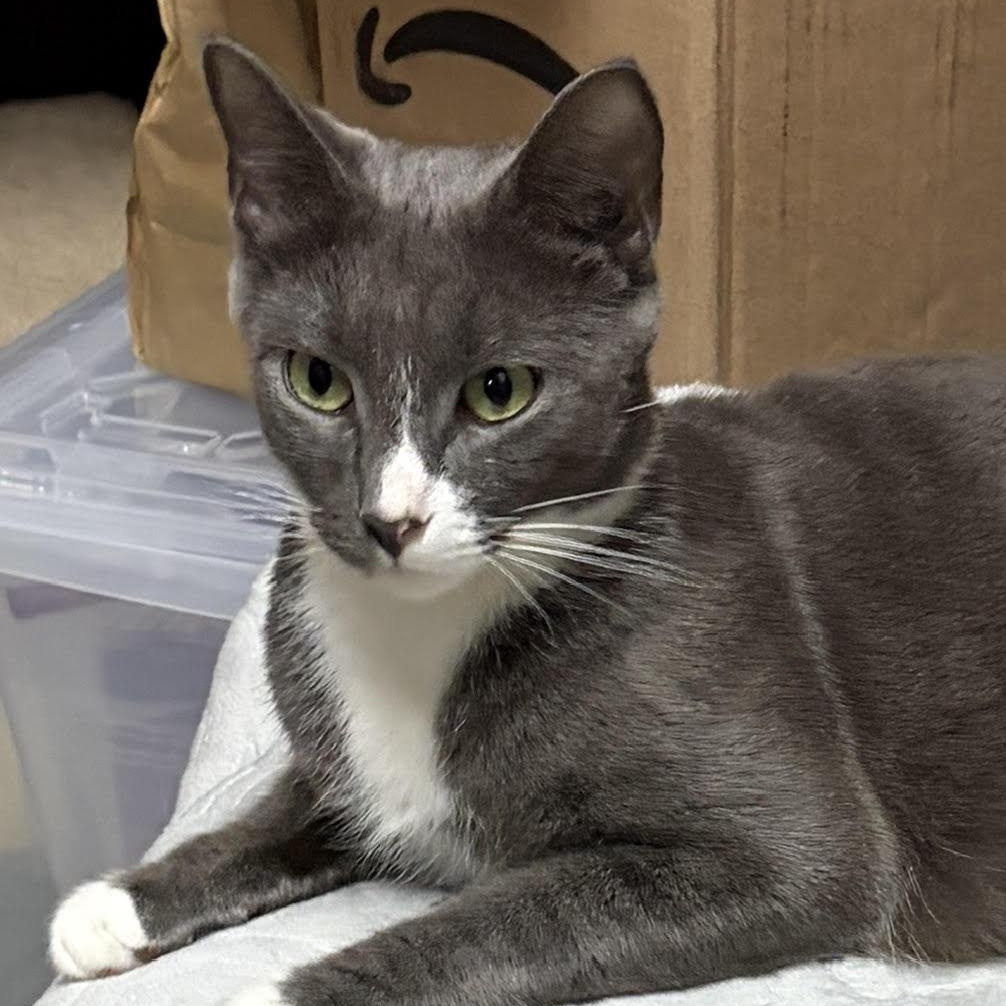 Enlarge Peaches, a Adoptable American Shorthair in Medford, MA image 1/2