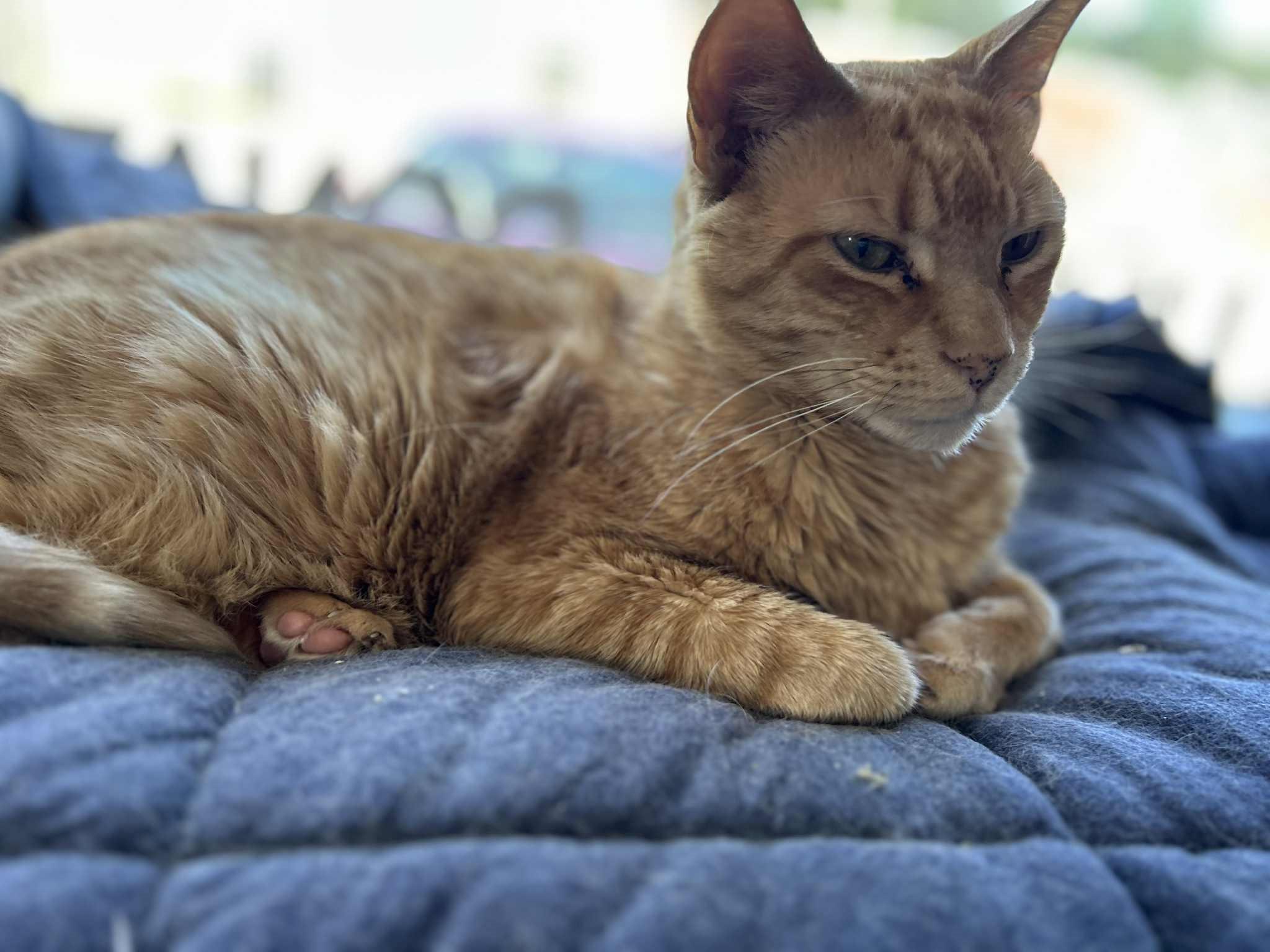 Morris (extra large), a Adoptable Domestic Short Hair image 2/6