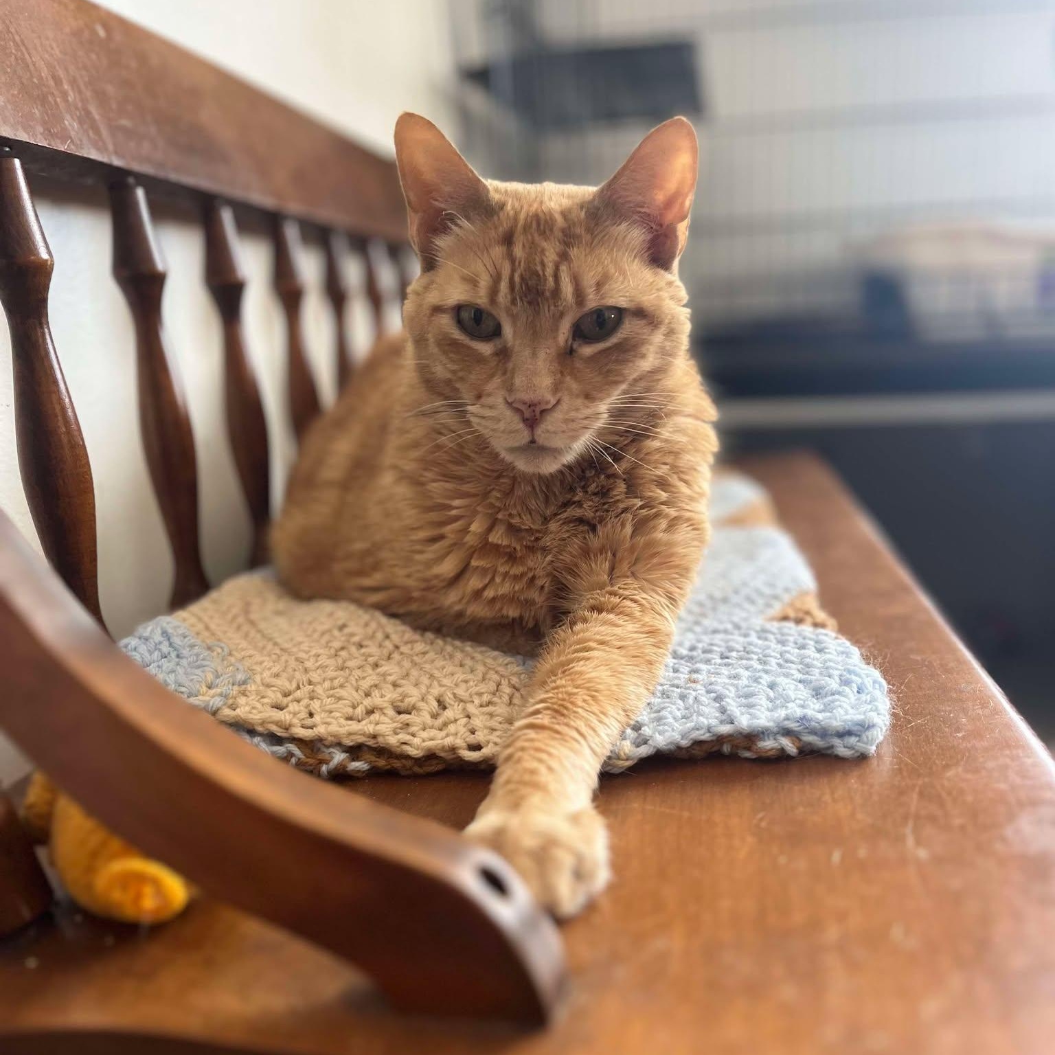 Morris (extra large), Adoptable, Adult Male Domestic Short Hair.