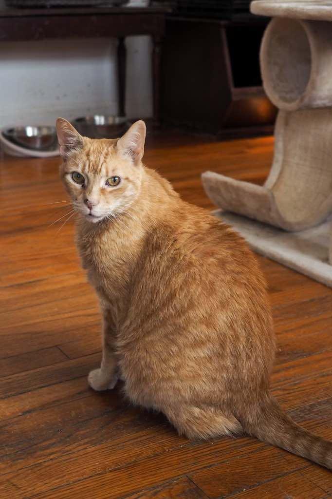 Morris (extra large), a Adoptable Domestic Short Hair image 4/6