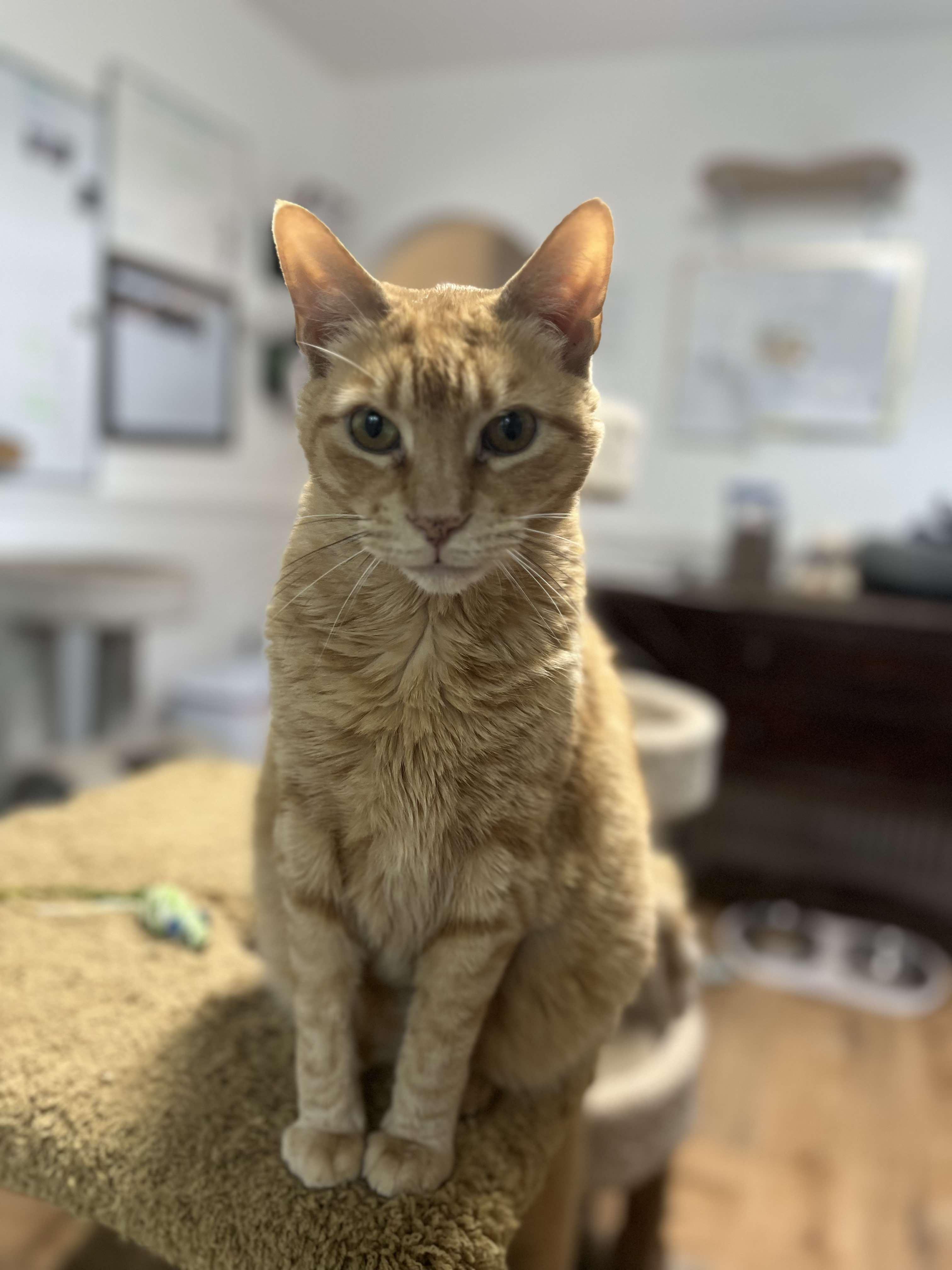 Morris (extra large), a Adoptable Domestic Short Hair image 3/6