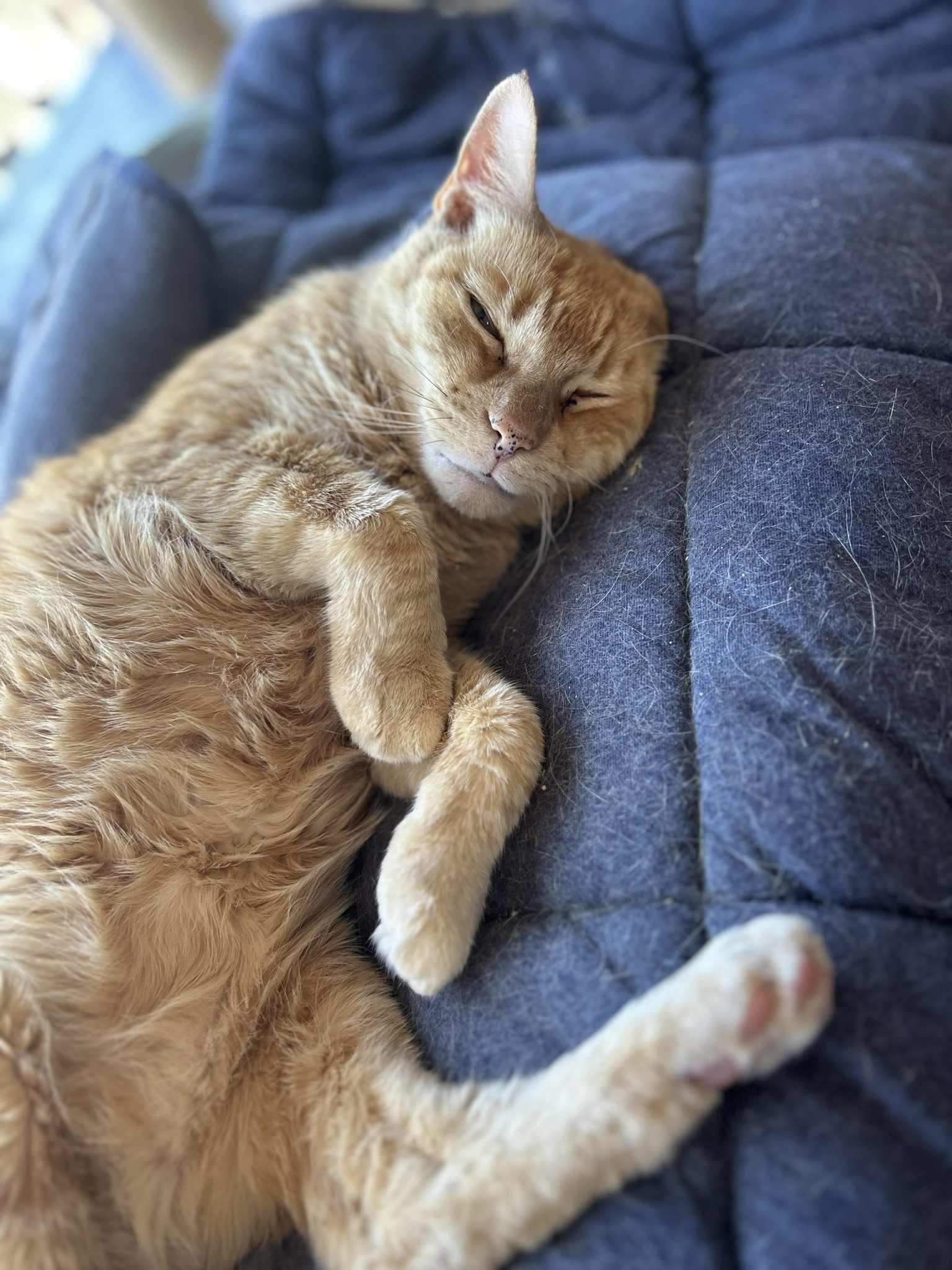 Morris (extra large), a Adoptable Domestic Short Hair image 6/6