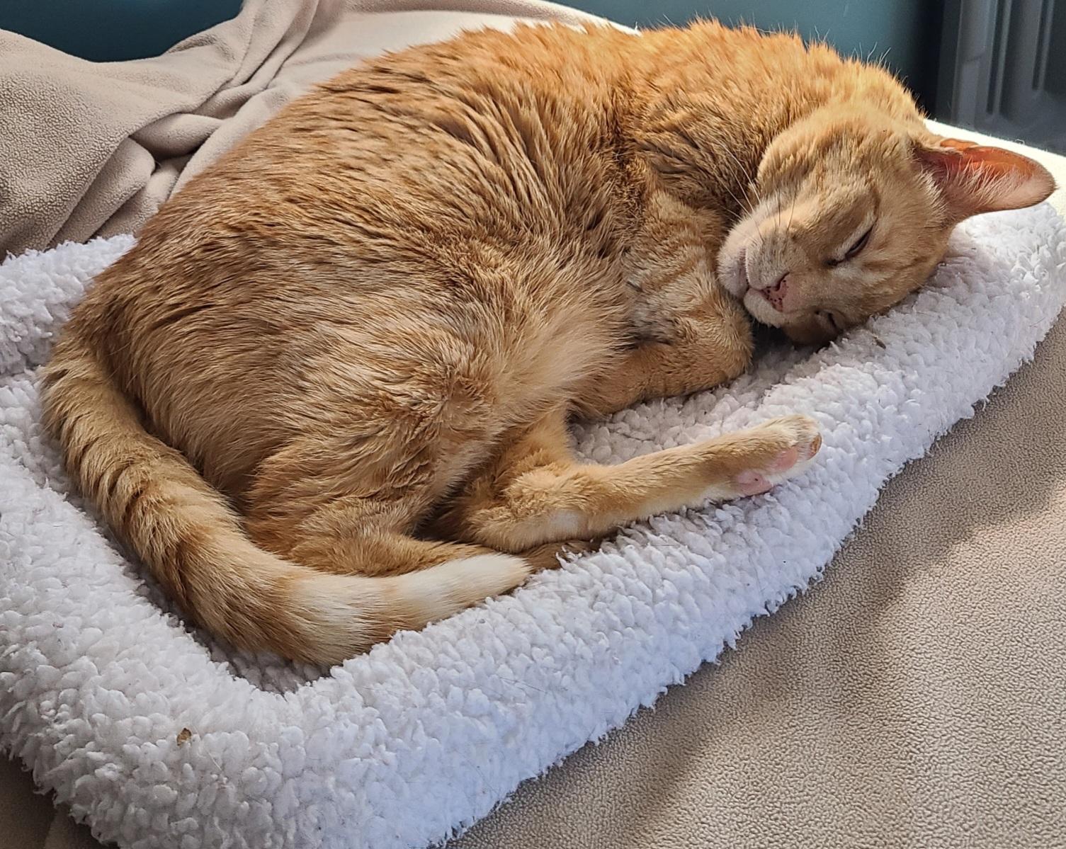 Morris (extra large), a Adoptable Domestic Short Hair image 5/6