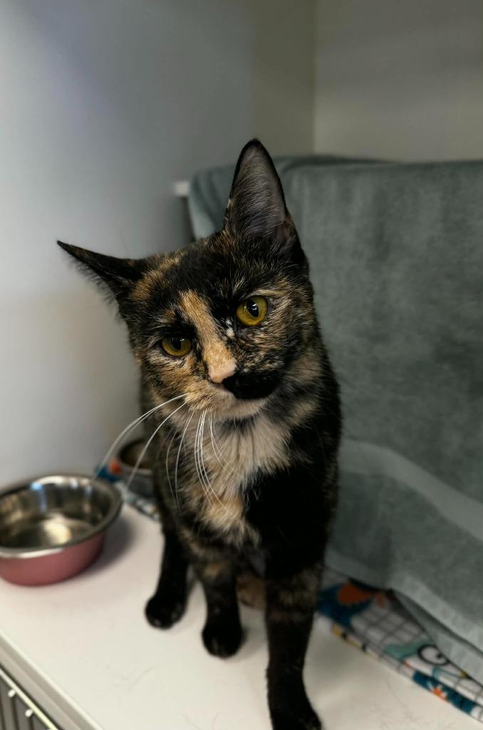 Joy, Adoptable, Adult Female Domestic Short Hair.