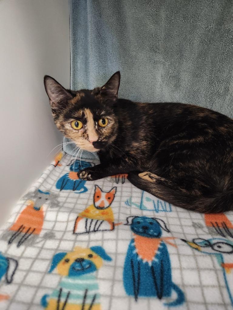 Enlarge Joy, a Adoptable mixed breed in Grand Forks, ND image 2/2