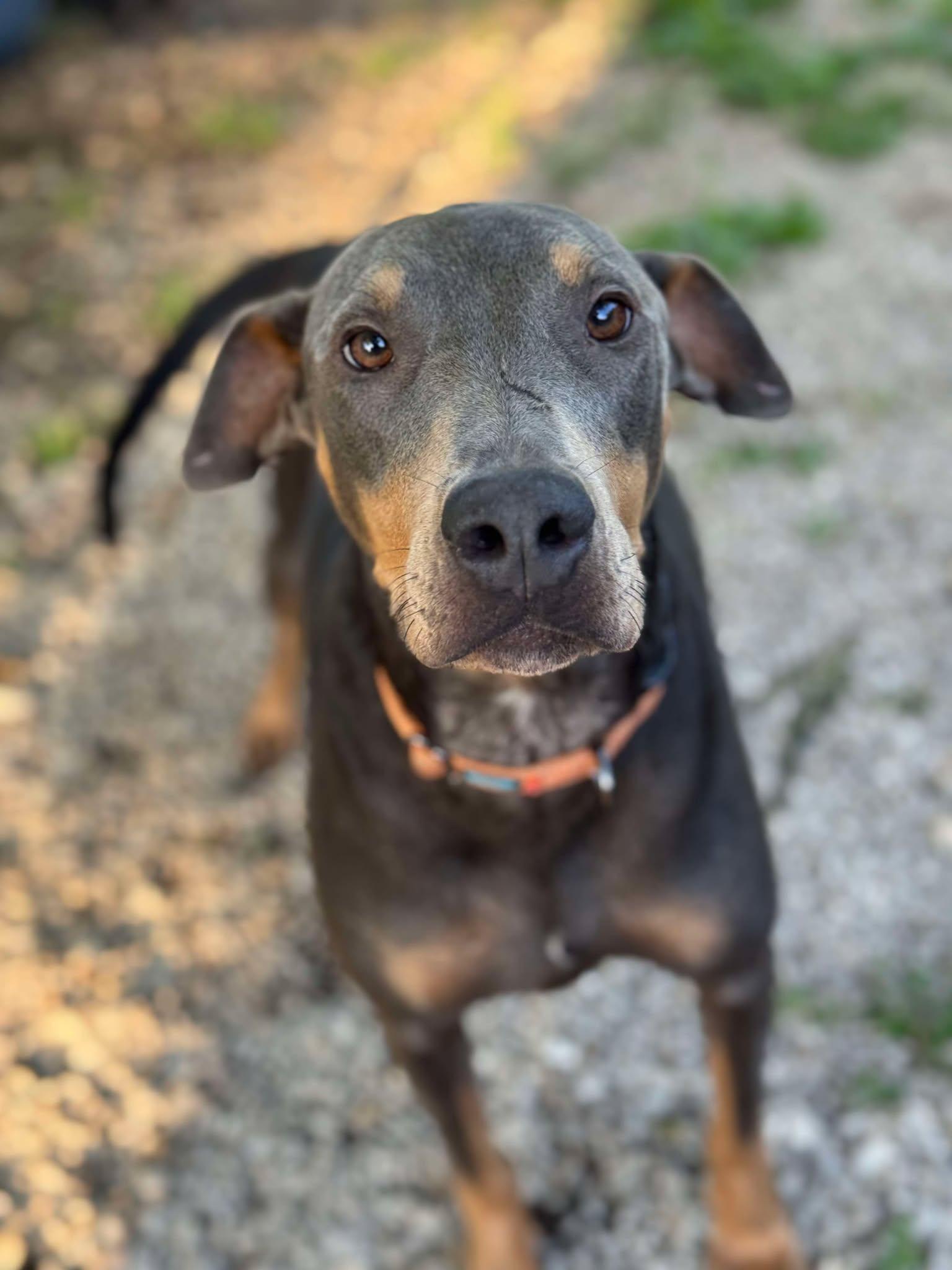 Doli, Jolene, Adopted, Adult Female Doberman Pinscher.