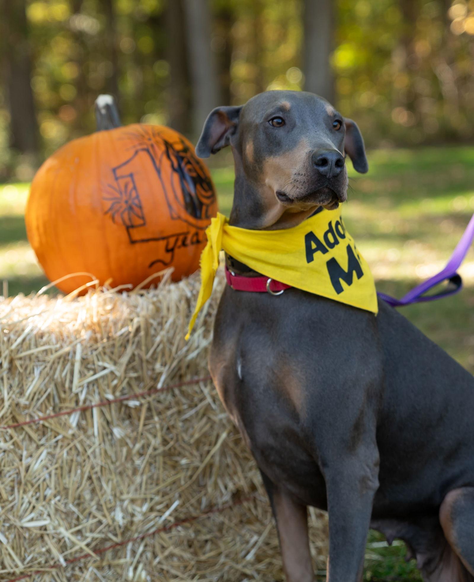Enlarge Doli, Jolene, a Adopted Doberman Pinscher in Morgantown, WV image 2/3