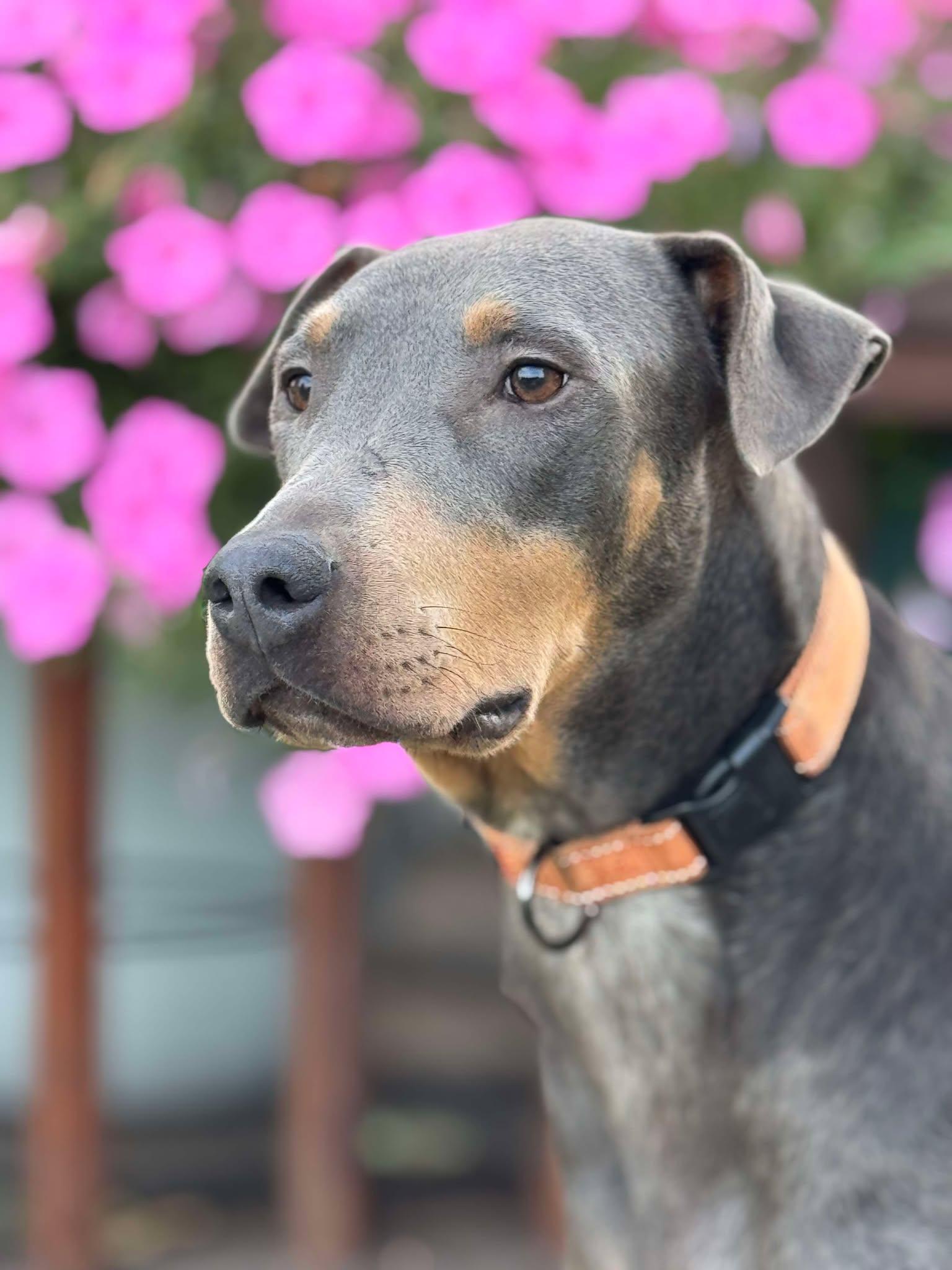 Enlarge Doli, Jolene, a Adopted Doberman Pinscher in Morgantown, WV image 3/3
