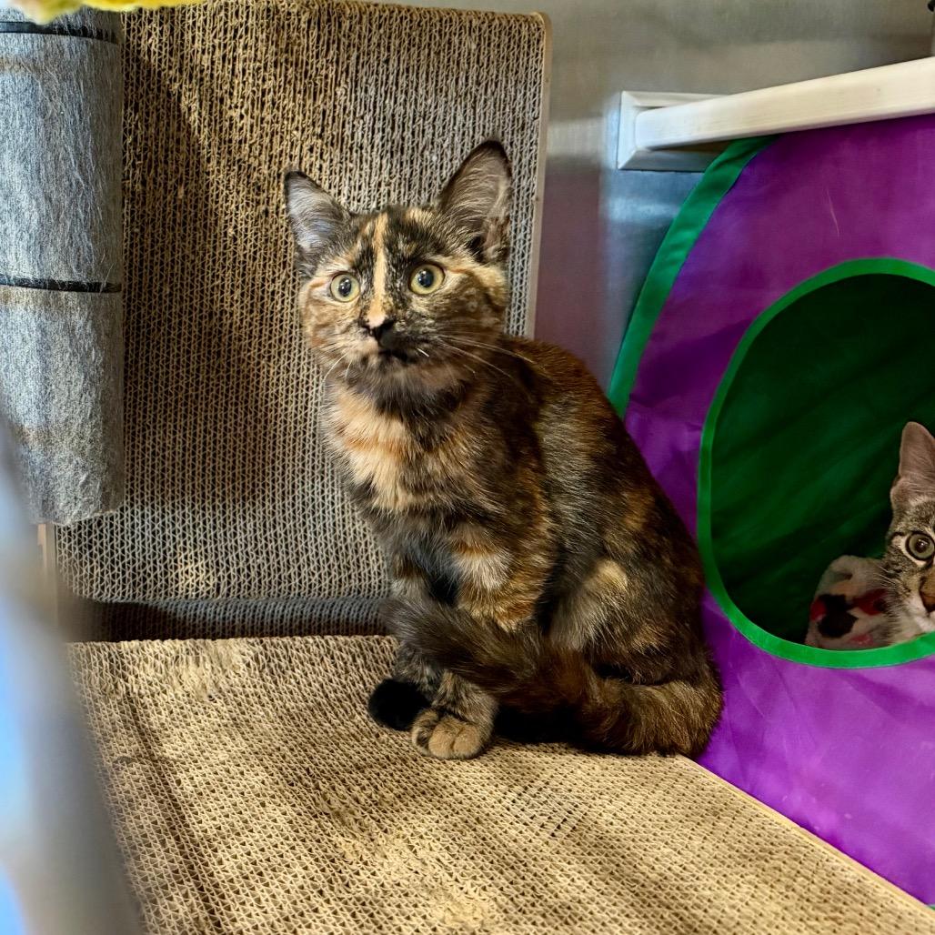 Bekka, Adoptable, Kitten Female Domestic Short Hair.