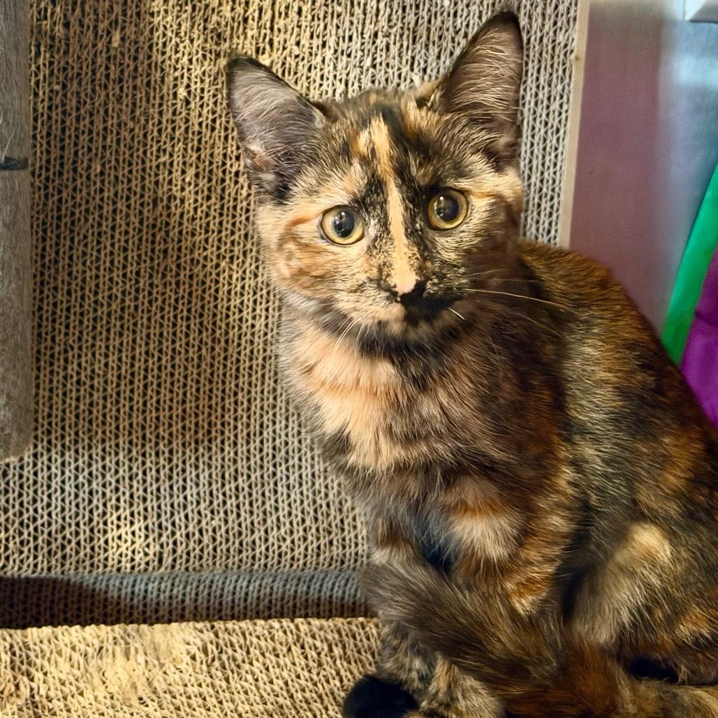 Enlarge Bekka, a Adoptable Domestic Short Hair in Park Falls, WI image 2/2