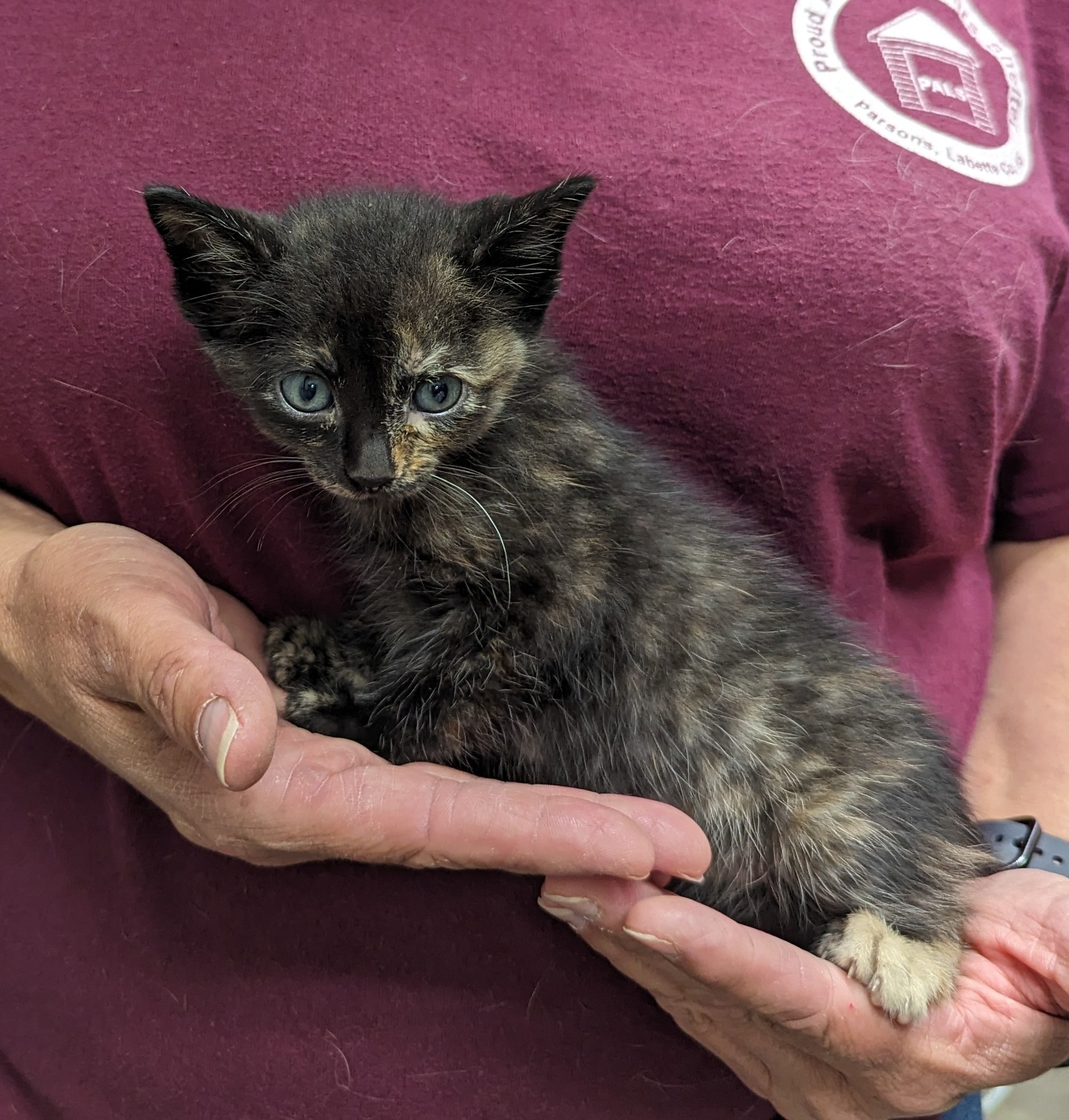 Cat for adoption Phoebe, a Domestic Short Hair in Parsons, KS Petfinder