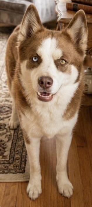 Enlarge Clara, a ADOPTABLE Pomsky in Casa Grande, AZ image 1/1