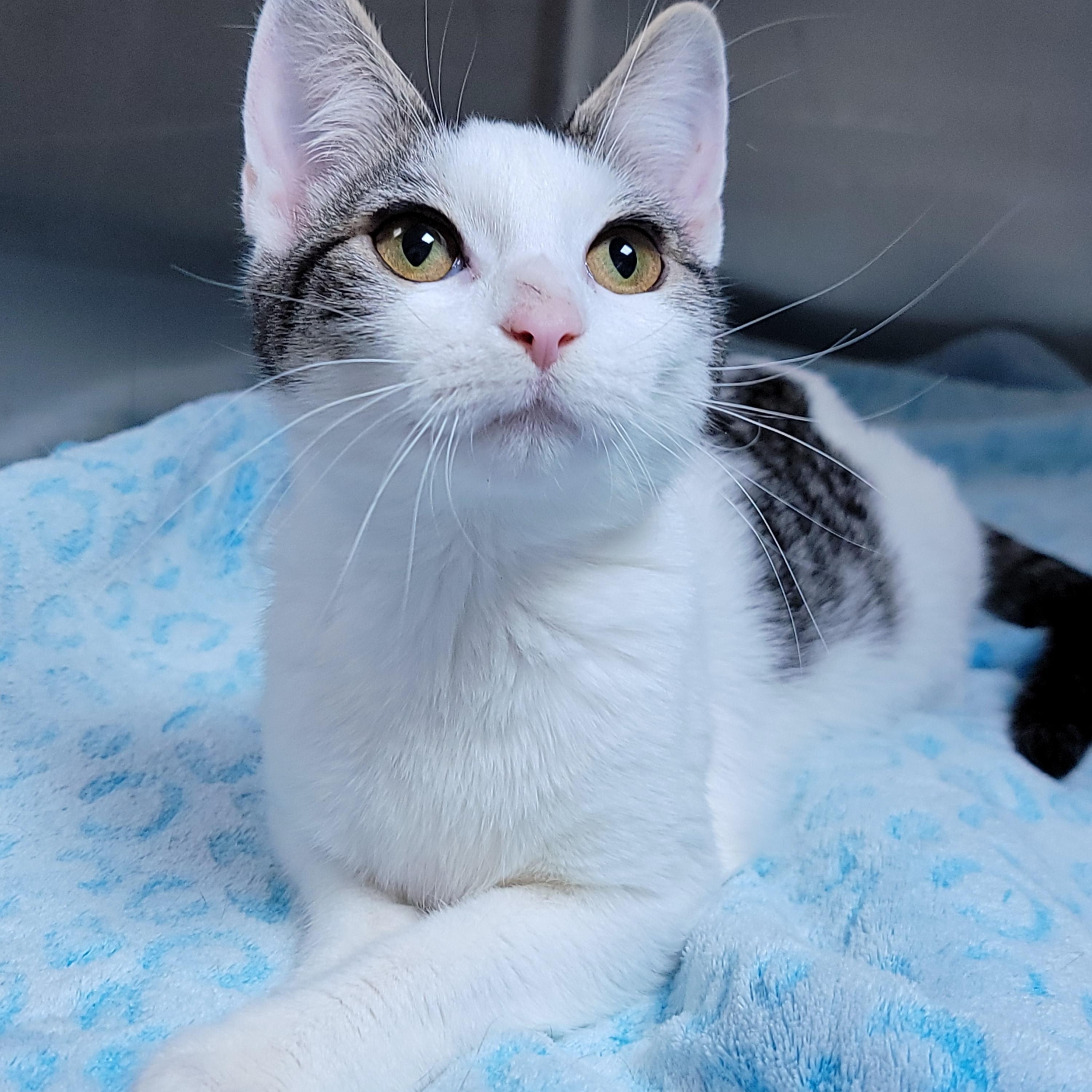 Twinkle, Adoptable, Adult Female Domestic Short Hair.