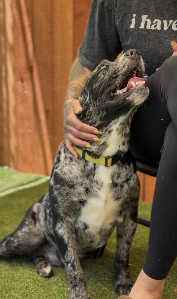 Enlarge Mercutio, a Adoptable mixed breed in ventura, CA image 1/2
