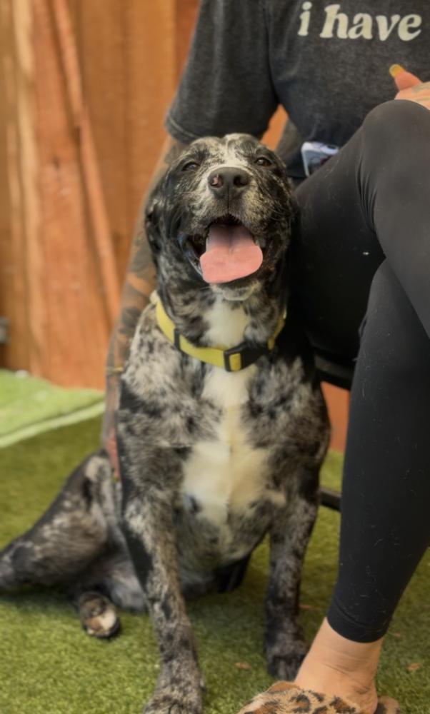 Enlarge Mercutio, a Adoptable mixed breed in ventura, CA image 2/2