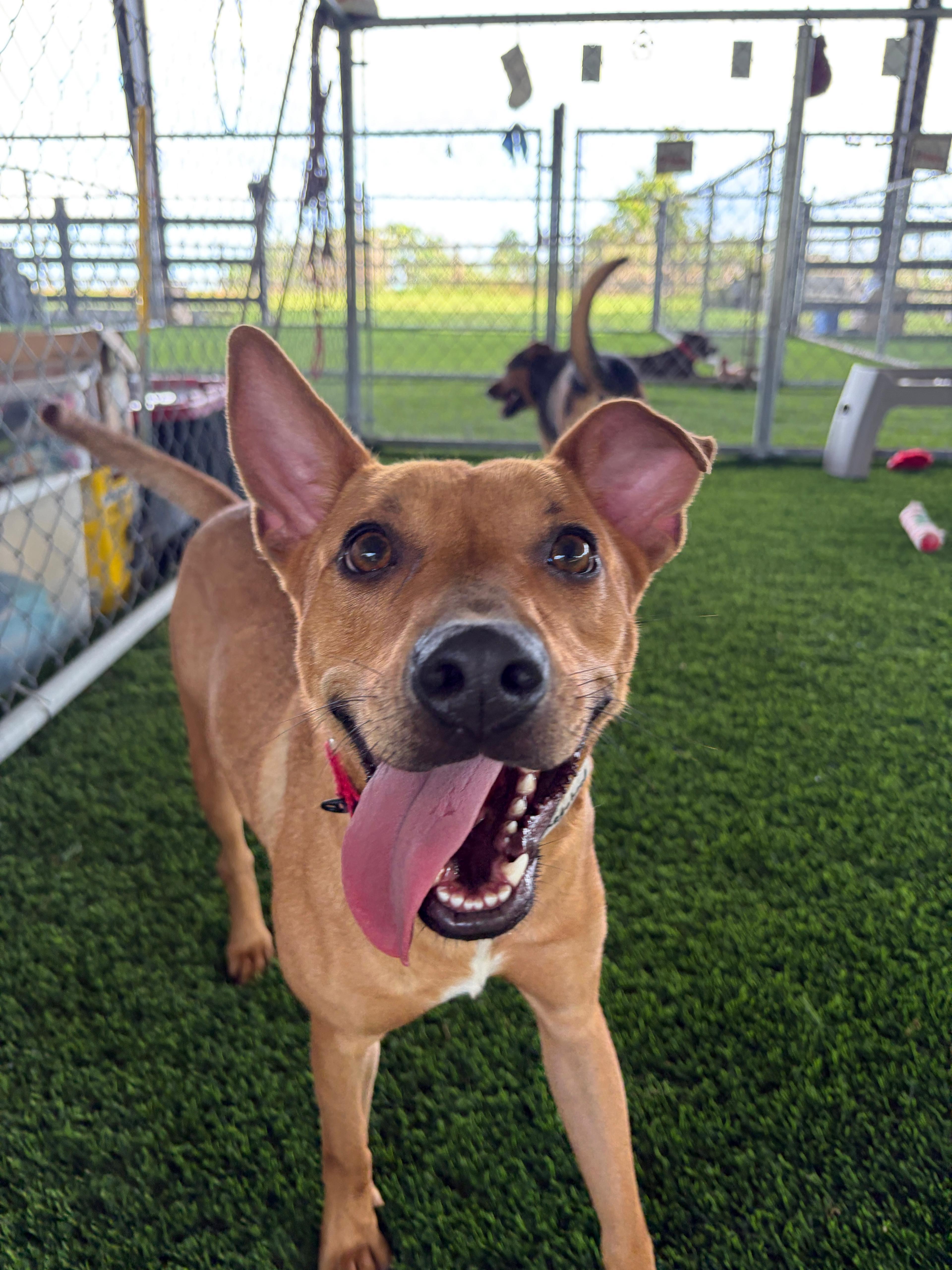 Enlarge Rosebud, a ADOPTABLE Mixed Breed in Brooklyn, NY image 4/4