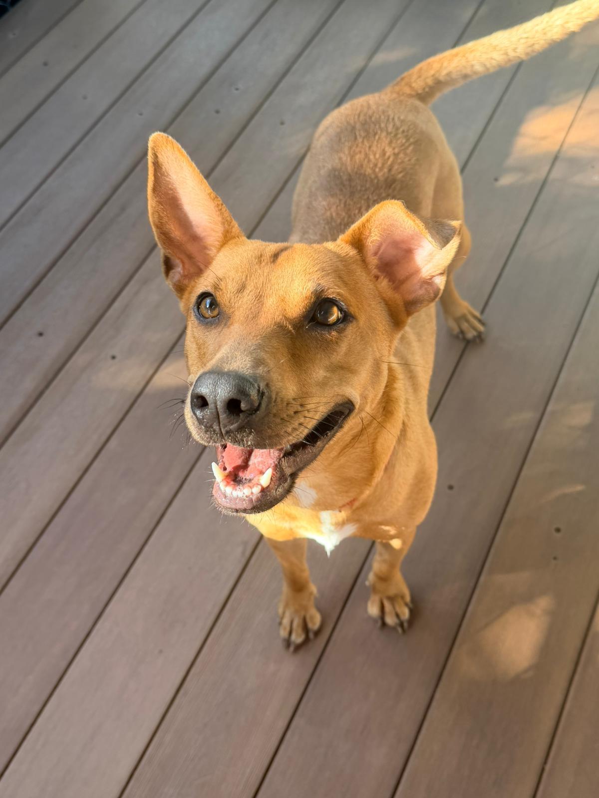 Enlarge Rosebud, a ADOPTABLE Mixed Breed in Brooklyn, NY image 1/4