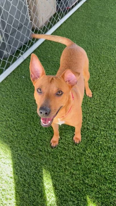 Enlarge Rosebud, a ADOPTABLE Mixed Breed in Brooklyn, NY video 2/4