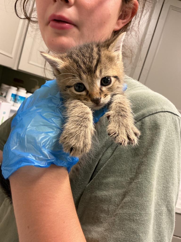 Piglet, Adoptable, Kitten Male Abyssinian.